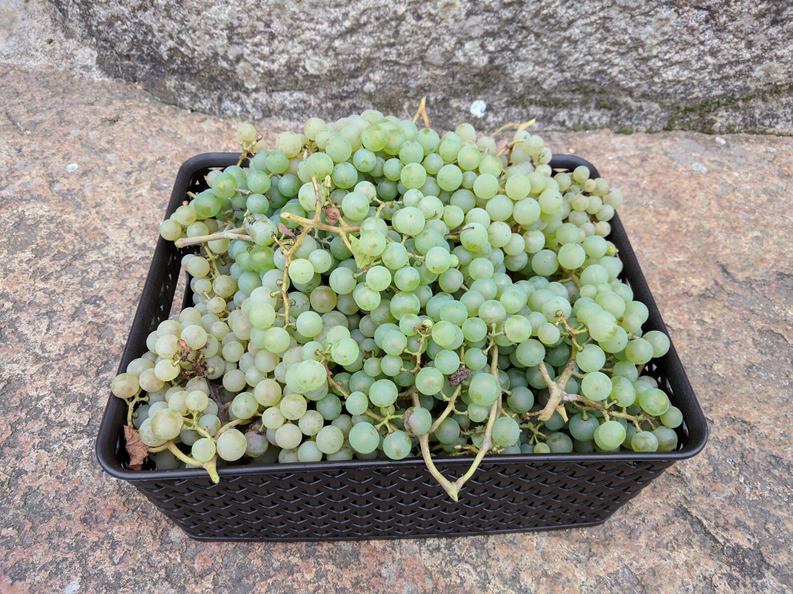 LG Nexus 5X sample photo. Grapes, fruit, orchard photography