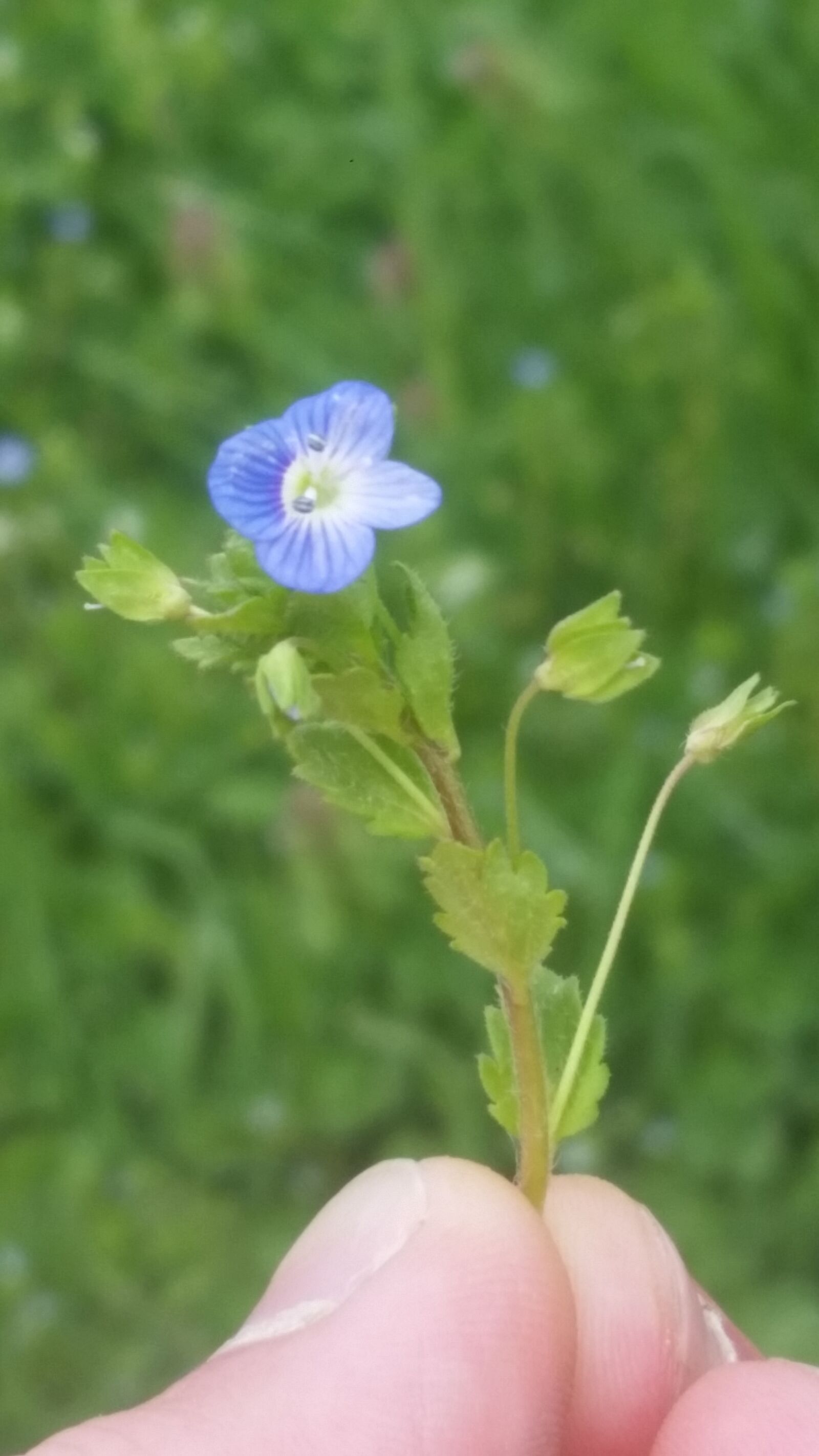 Samsung Galaxy S5 sample photo. Spring, flowers, violets photography
