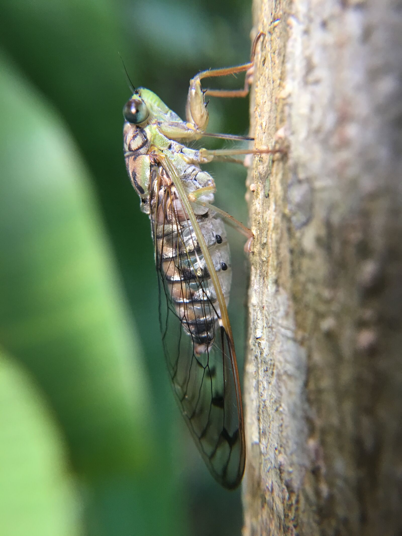 iPhone 6s Plus back camera 4.15mm f/2.2 sample photo. Cicada, insect, nature photography