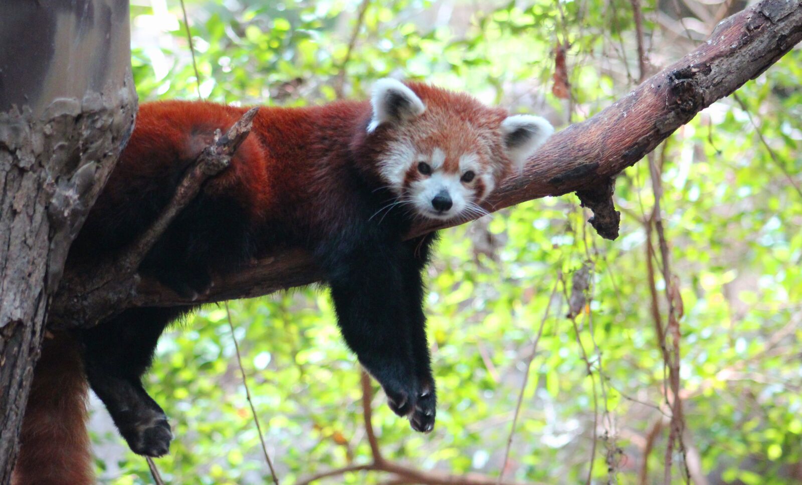 Canon EOS 1300D (EOS Rebel T6 / EOS Kiss X80) sample photo. Red, panda, animal photography