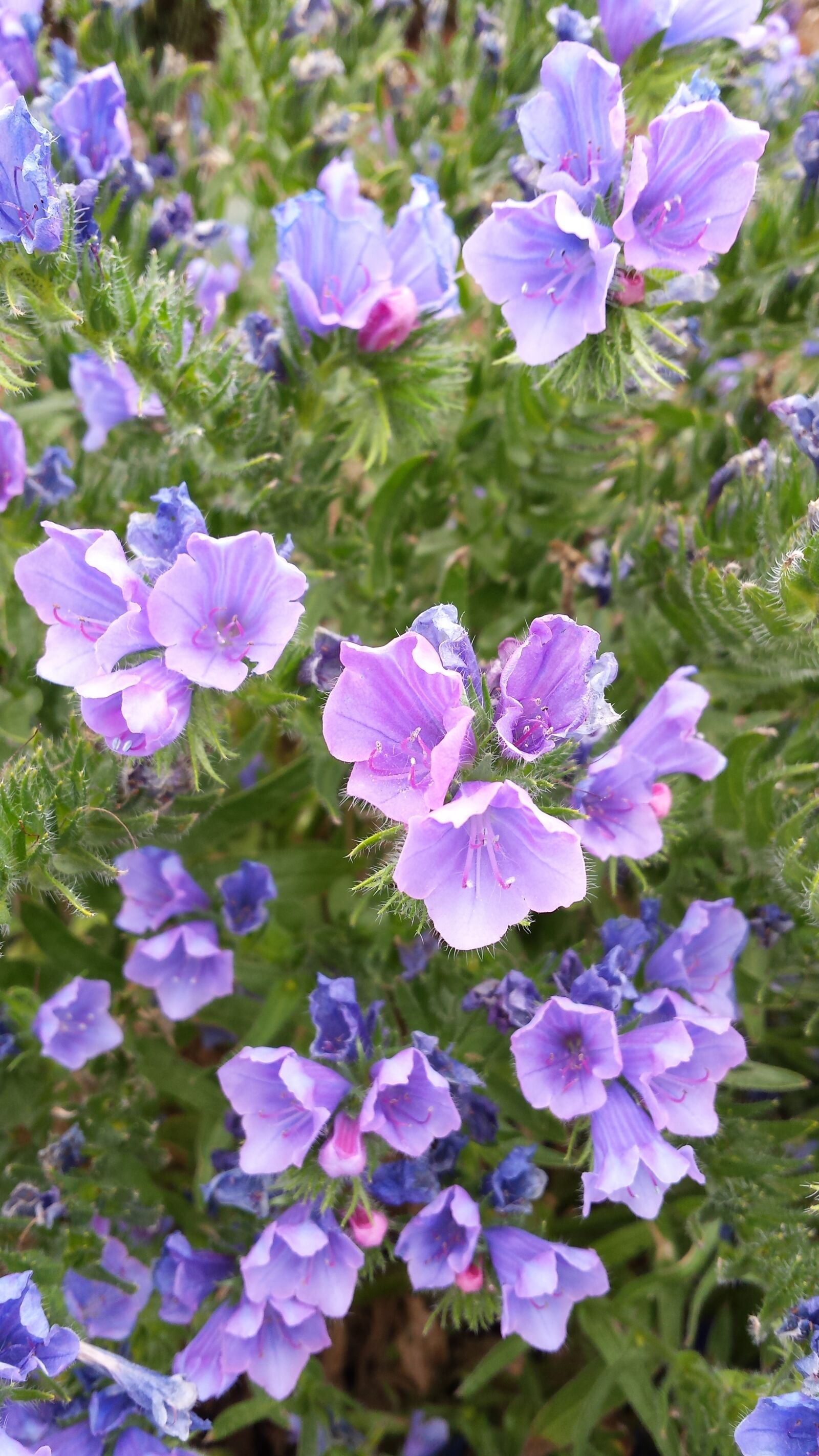 Samsung Galaxy S4 sample photo. Violet, green, flower photography