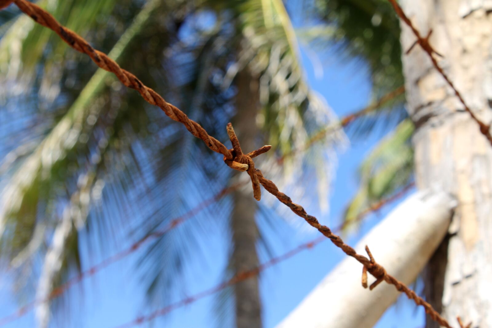Canon EOS 1100D (EOS Rebel T3 / EOS Kiss X50) sample photo. Barbed wire, wire, rusty photography