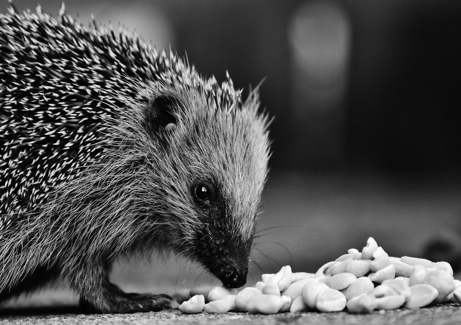Nikon D7200 sample photo. Hedgehog child, young hedgehog photography