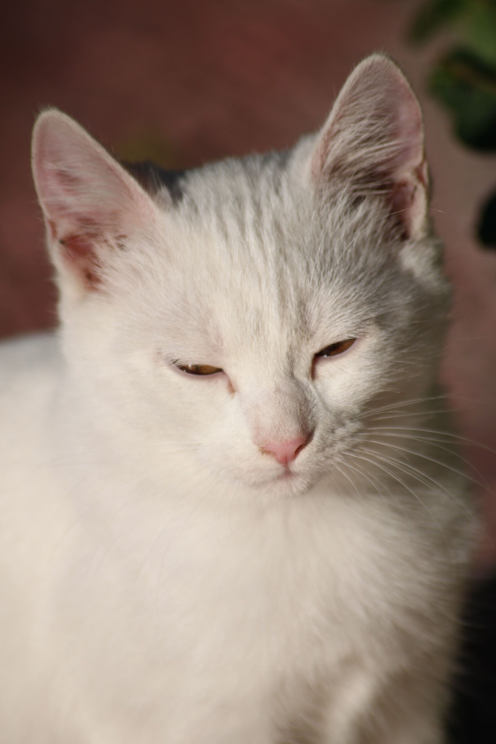 Canon EOS 500D (EOS Rebel T1i / EOS Kiss X3) sample photo. Cat, white, kitten photography