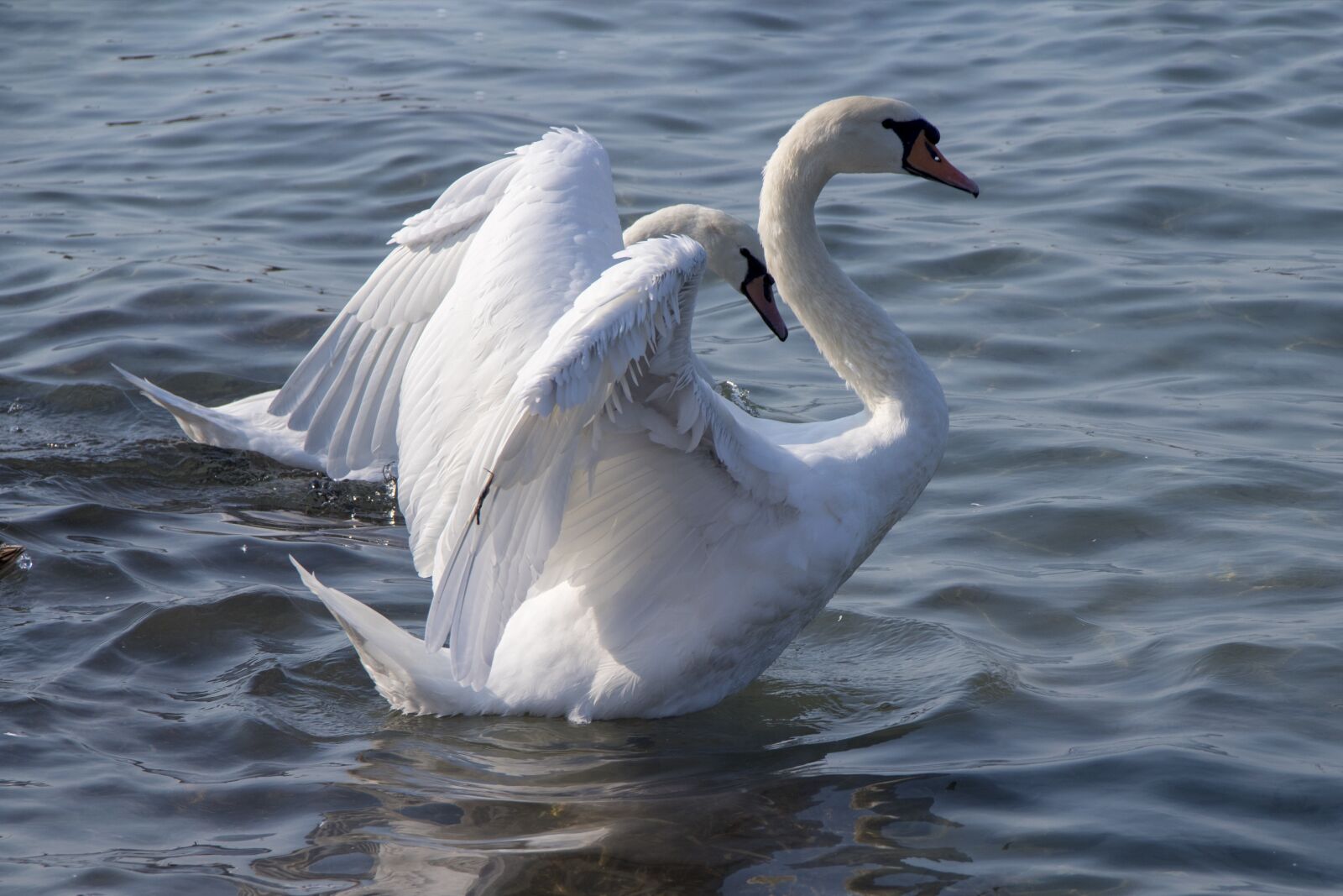 Canon EOS 1300D (EOS Rebel T6 / EOS Kiss X80) + Canon EF-S 18-135mm F3.5-5.6 IS sample photo. Swan, water, nature photography