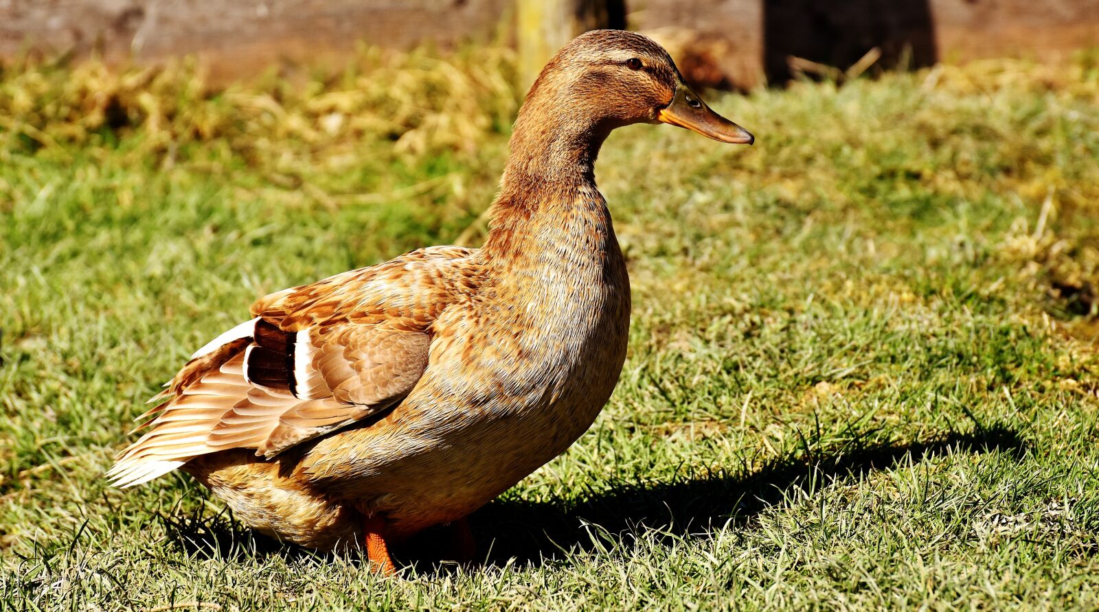 Nikon D7200 sample photo. Duck, water bird, mallard photography