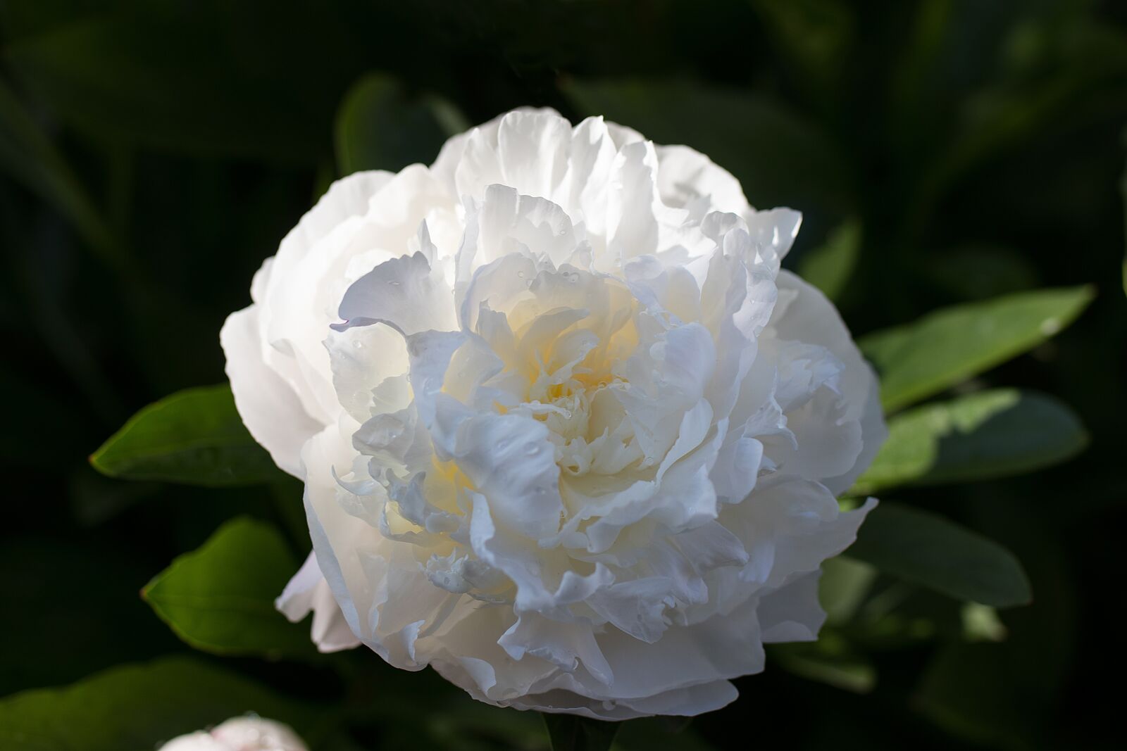 Tamron SP AF 60mm F2 Di II LD IF Macro sample photo. Peony, flowers, white photography