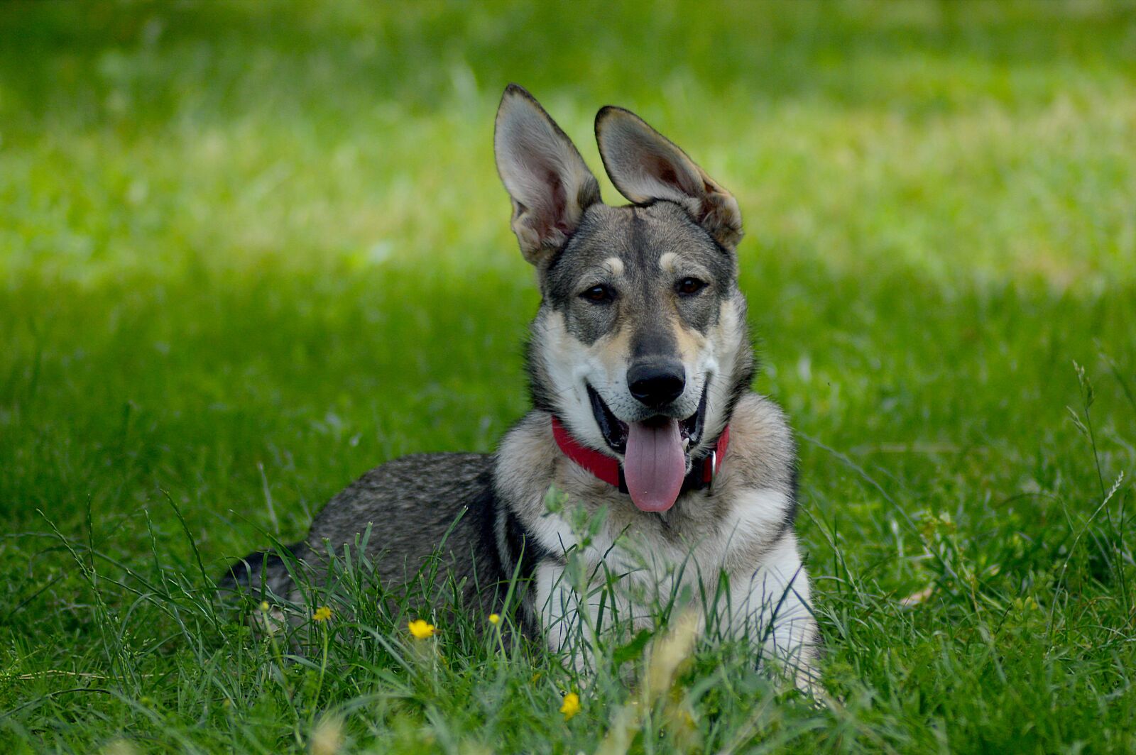 Nikon D3200 sample photo. Dog, portrait, animals photography