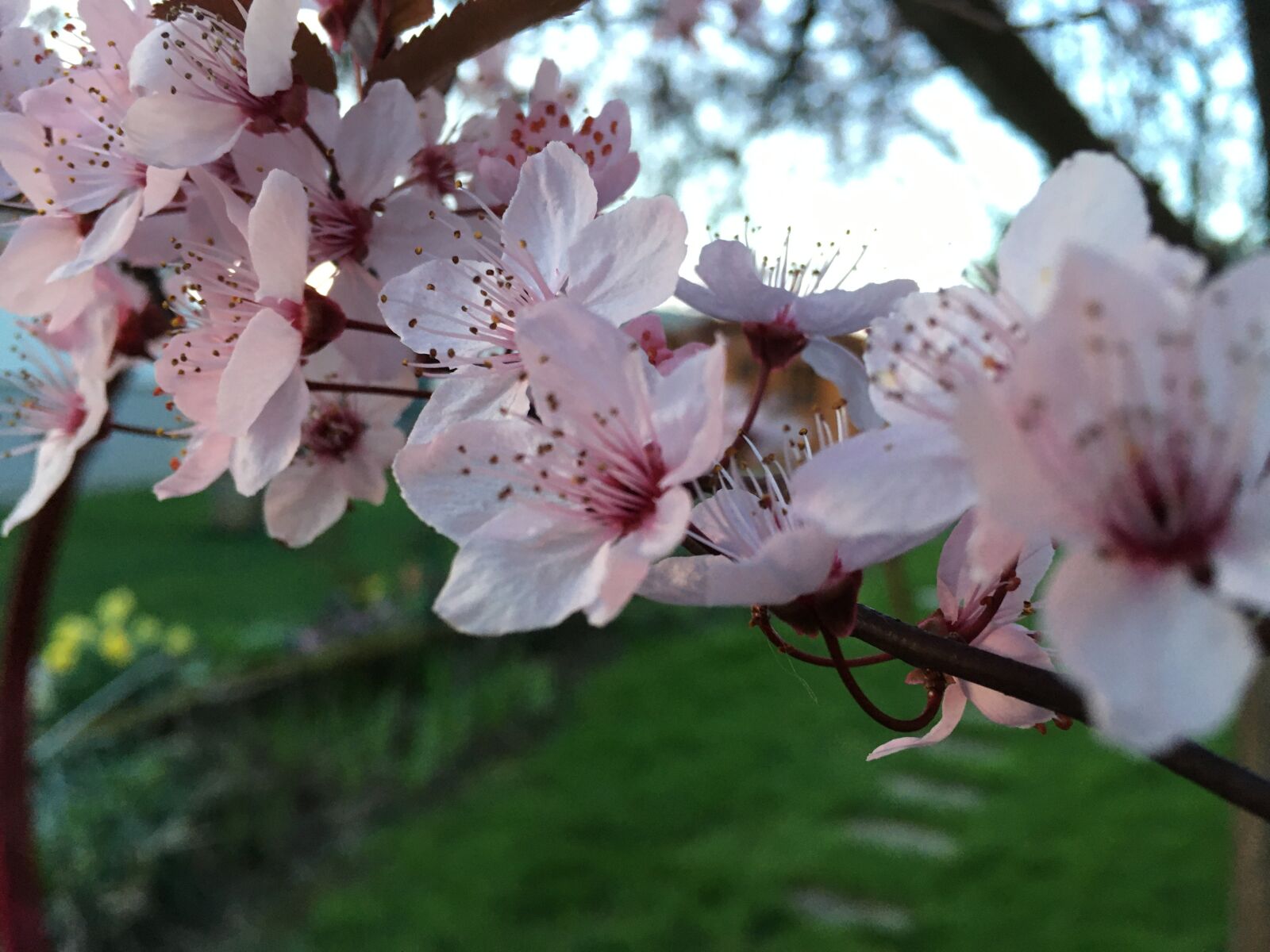 iPhone SE back camera 4.15mm f/2.2 sample photo. Flower, pink, spring photography
