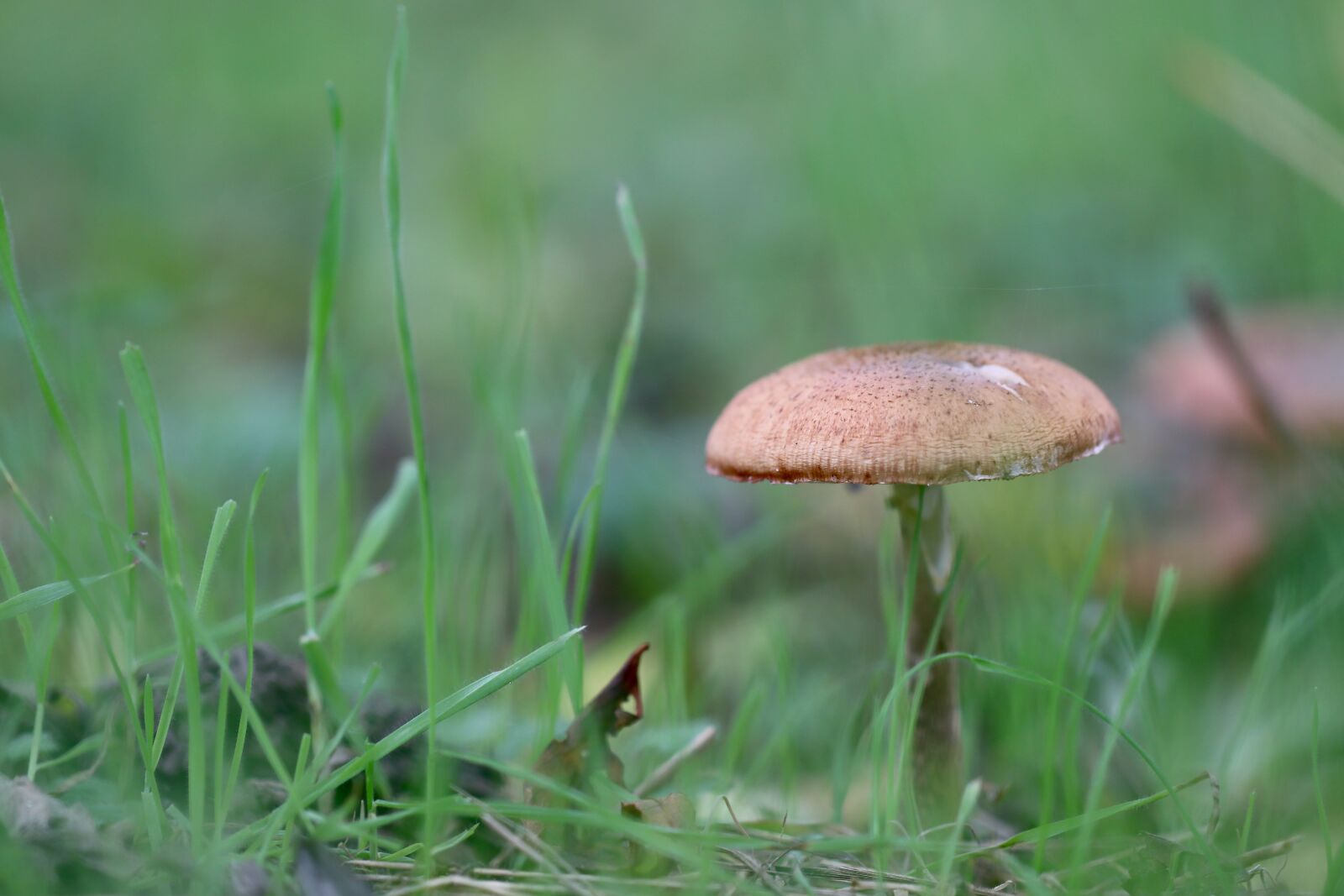 Canon EOS 800D (EOS Rebel T7i / EOS Kiss X9i) sample photo. Mushroom, mushrooms, meadow photography