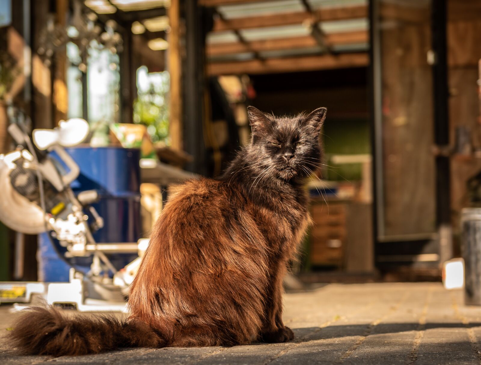 Nikon D750 sample photo. Pet, cat, domestic cat photography