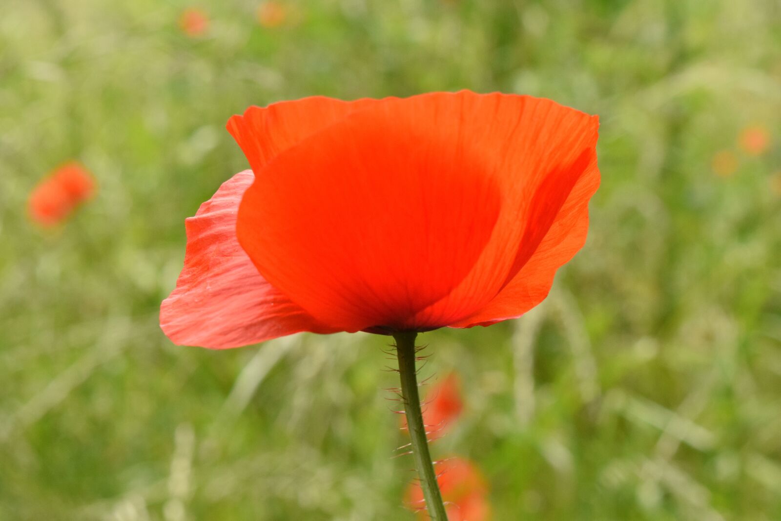 Nikon D3300 sample photo. Poppy, poppy flower, flower photography
