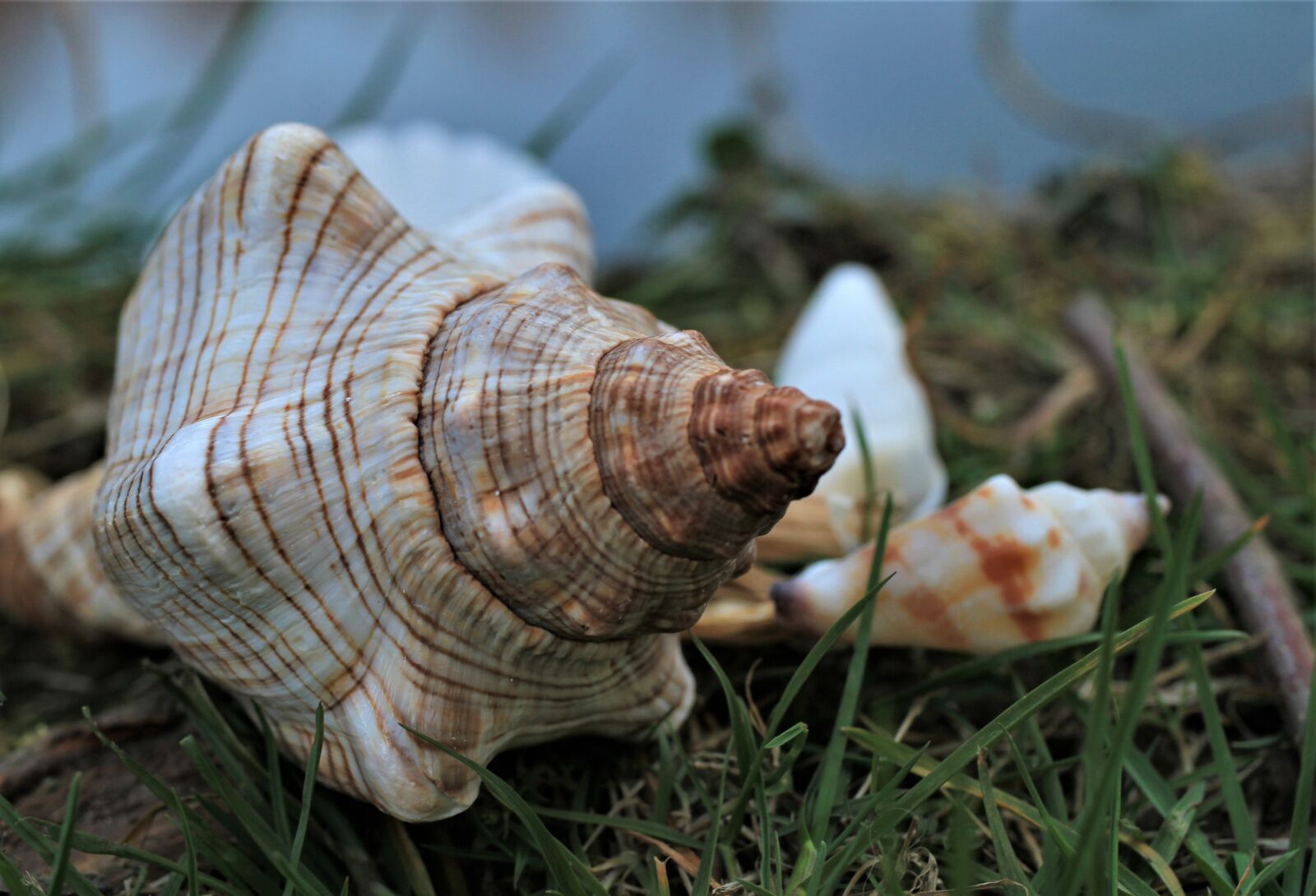 Canon EOS 7D sample photo. Shell, pointed, spiral photography