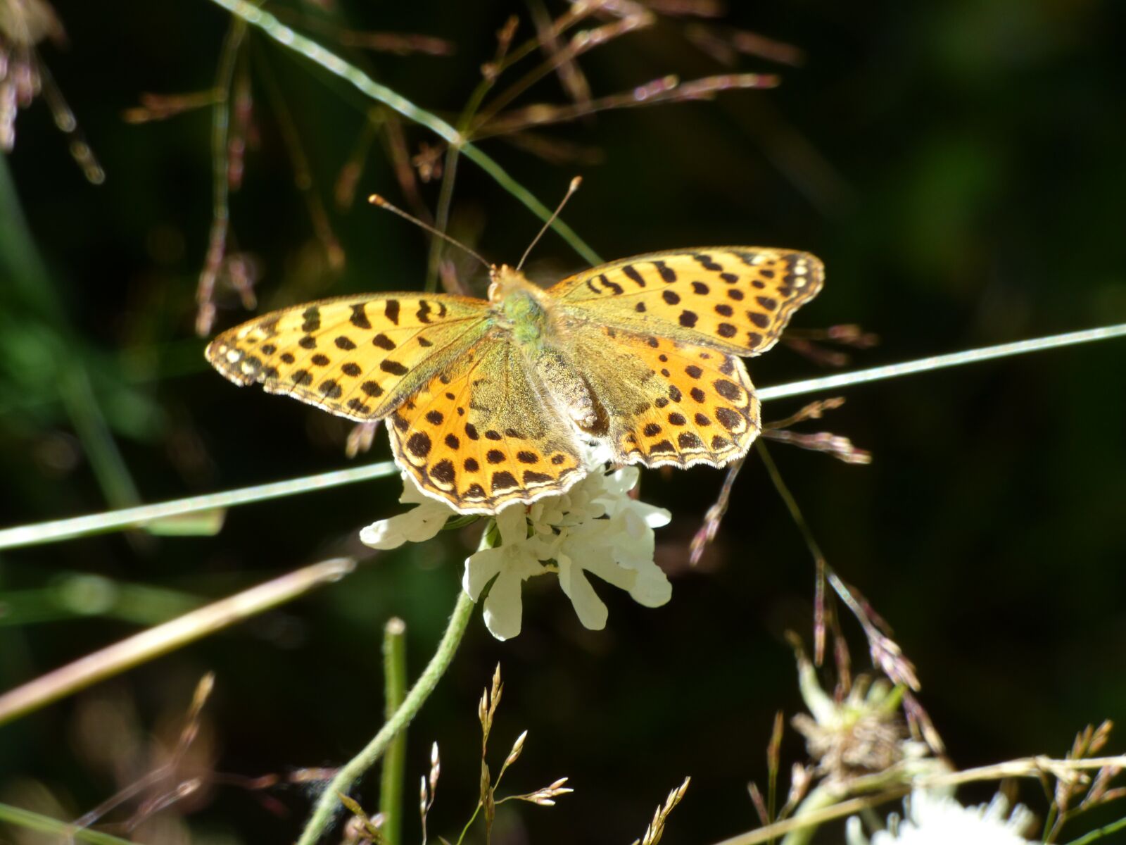Panasonic DMC-FZ72 sample photo. Butterfly, flower, color photography
