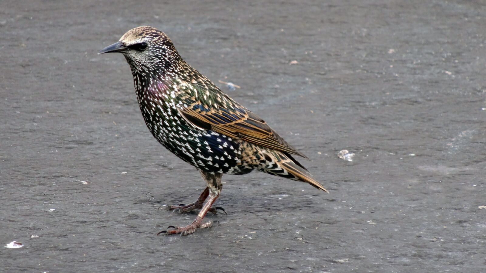 Sony Cyber-shot DSC-HX20V sample photo. Wild bird, wildlife, colorful photography