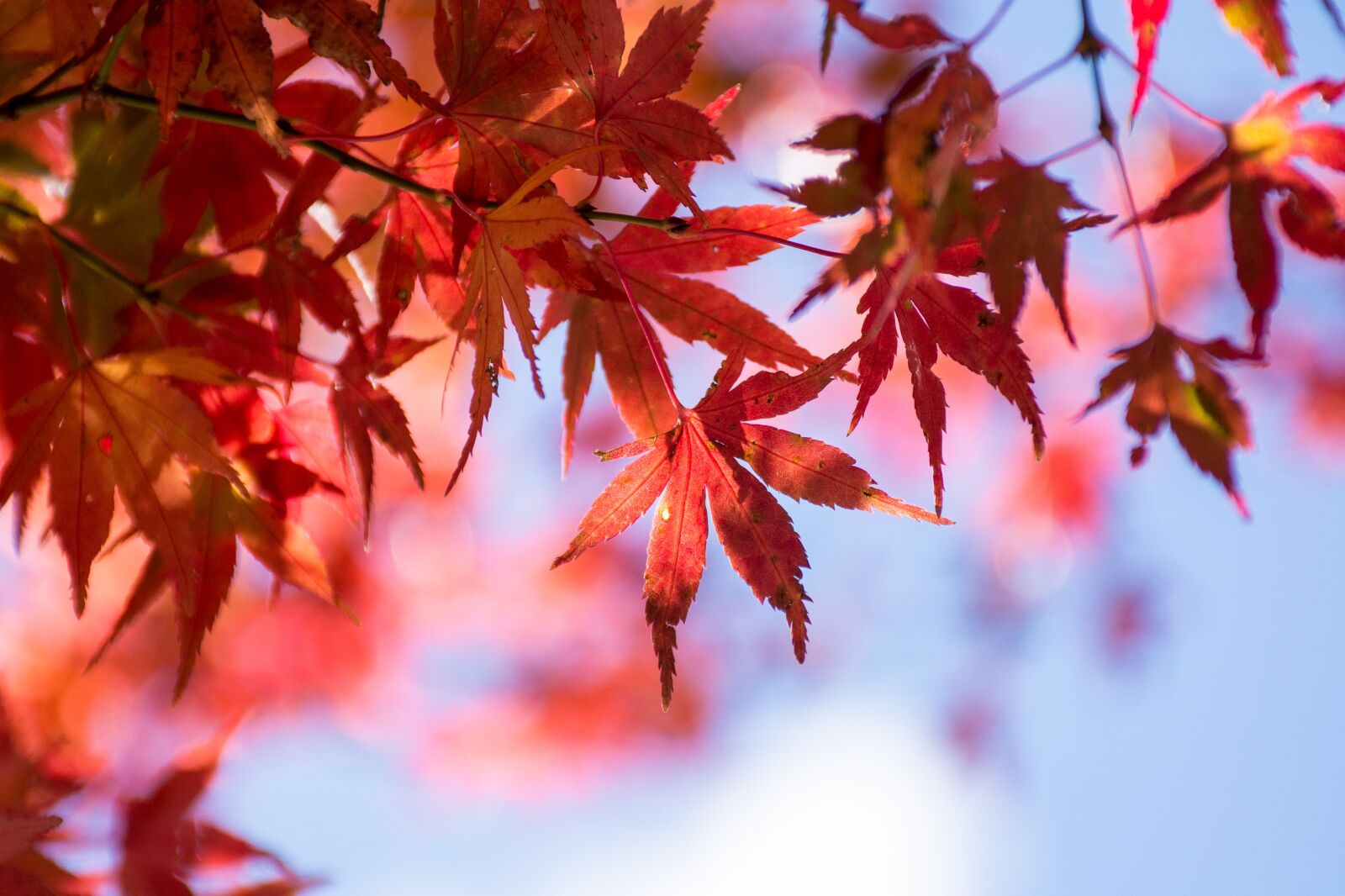 Nikon D7100 sample photo. Maple leaf, blue day photography