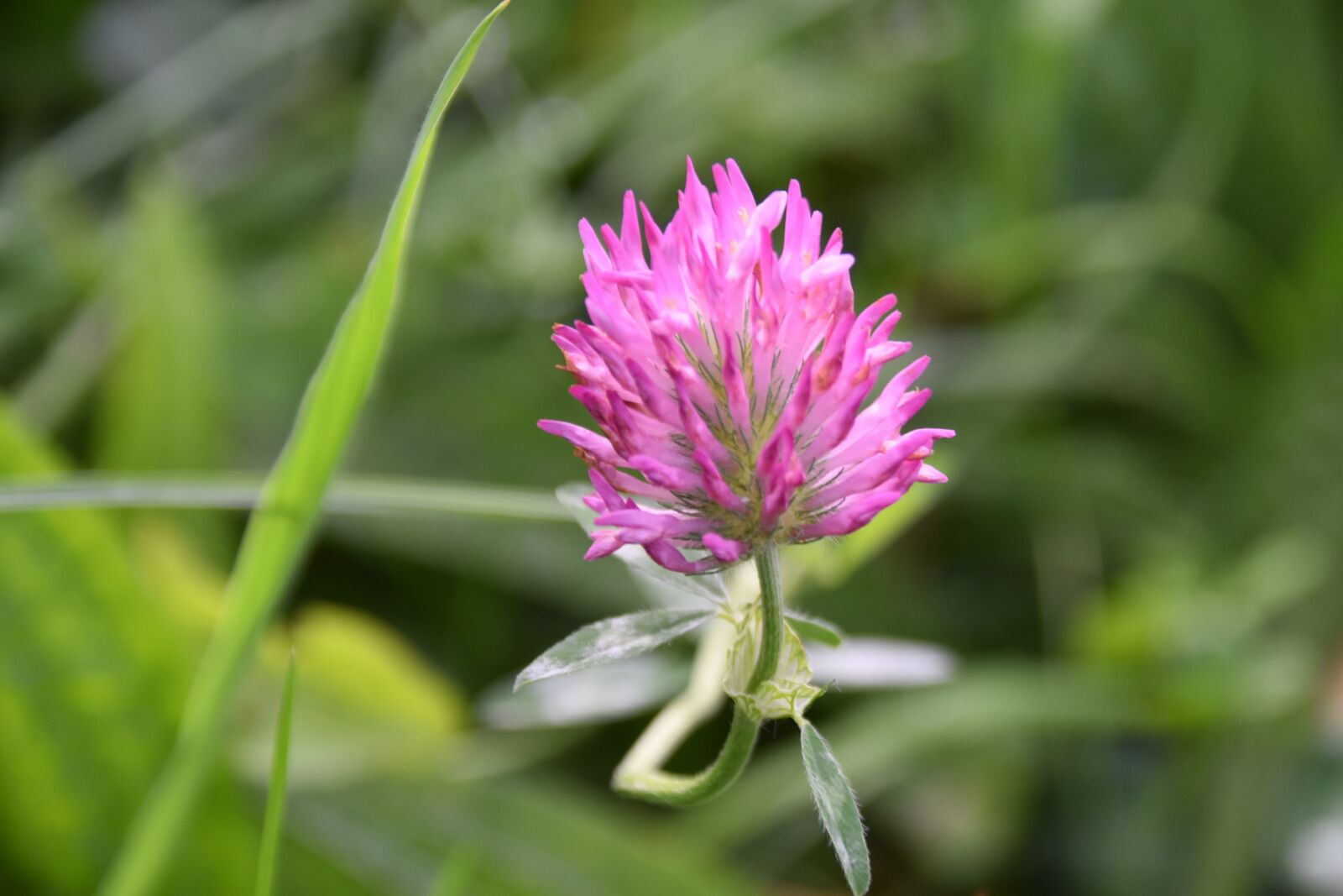 Nikon D5600 sample photo. Clover flower, clover, green photography