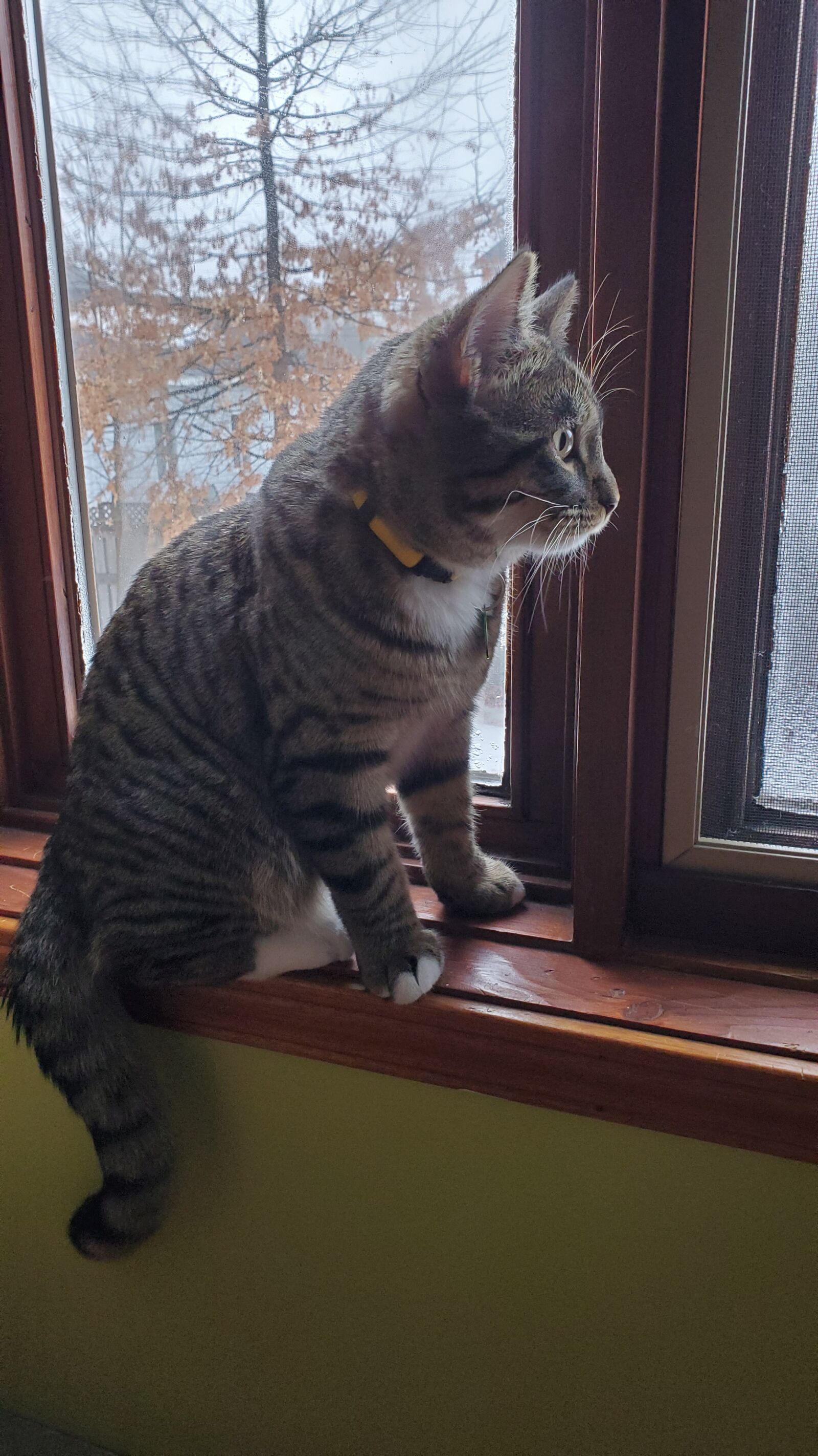 Samsung Galaxy S10 sample photo. Cat, kitten, cute photography