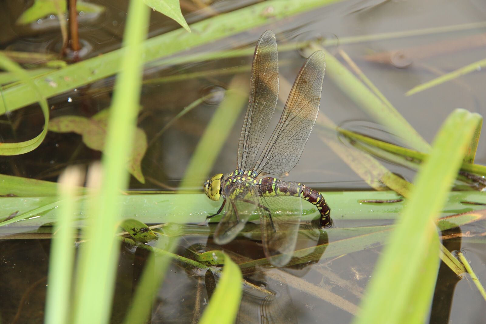 Canon EOS 650D (EOS Rebel T4i / EOS Kiss X6i) sample photo. Dragonfly, water, reproduction photography