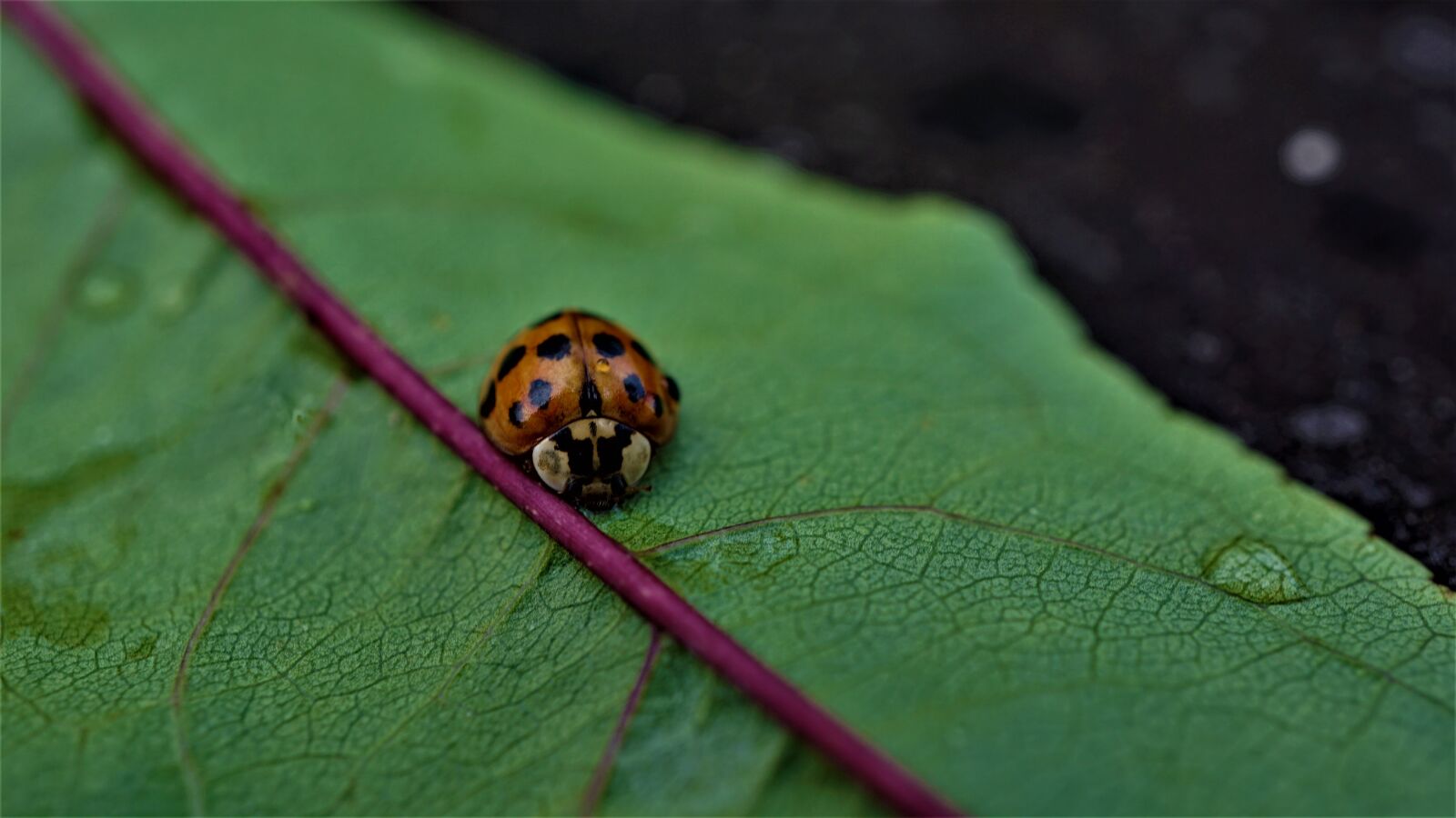 Sony E 30mm F3.5 Macro sample photo. Ladybug, raindrop, autumn photography