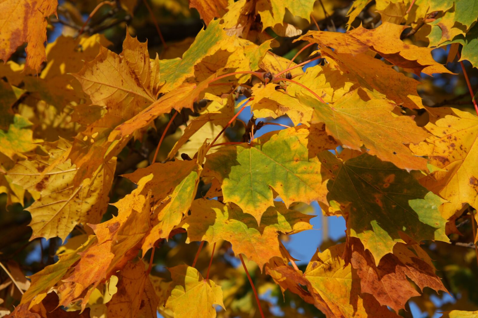Canon EOS 40D sample photo. Autumn, leaves, tree photography