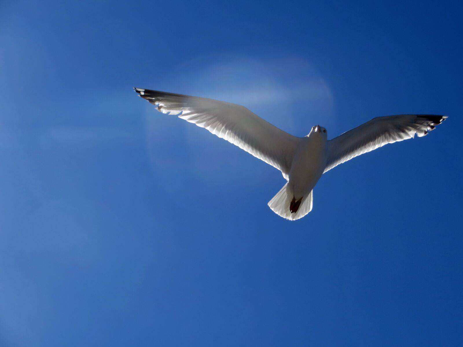 Canon PowerShot SX240 HS sample photo. Seagull, gull, flying photography