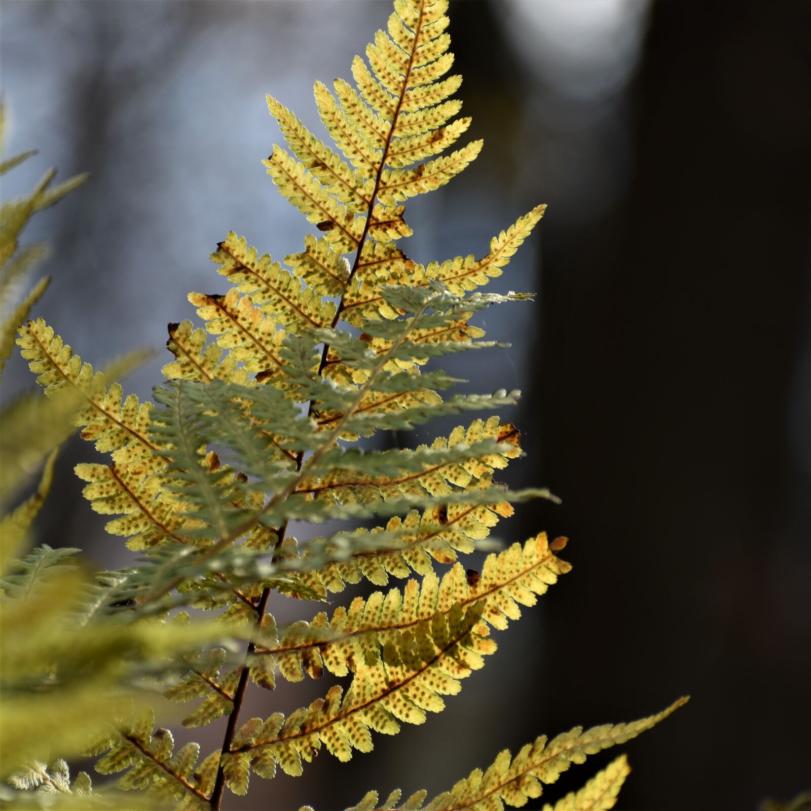 Nikon D3500 sample photo. Fern, plant, nature photography