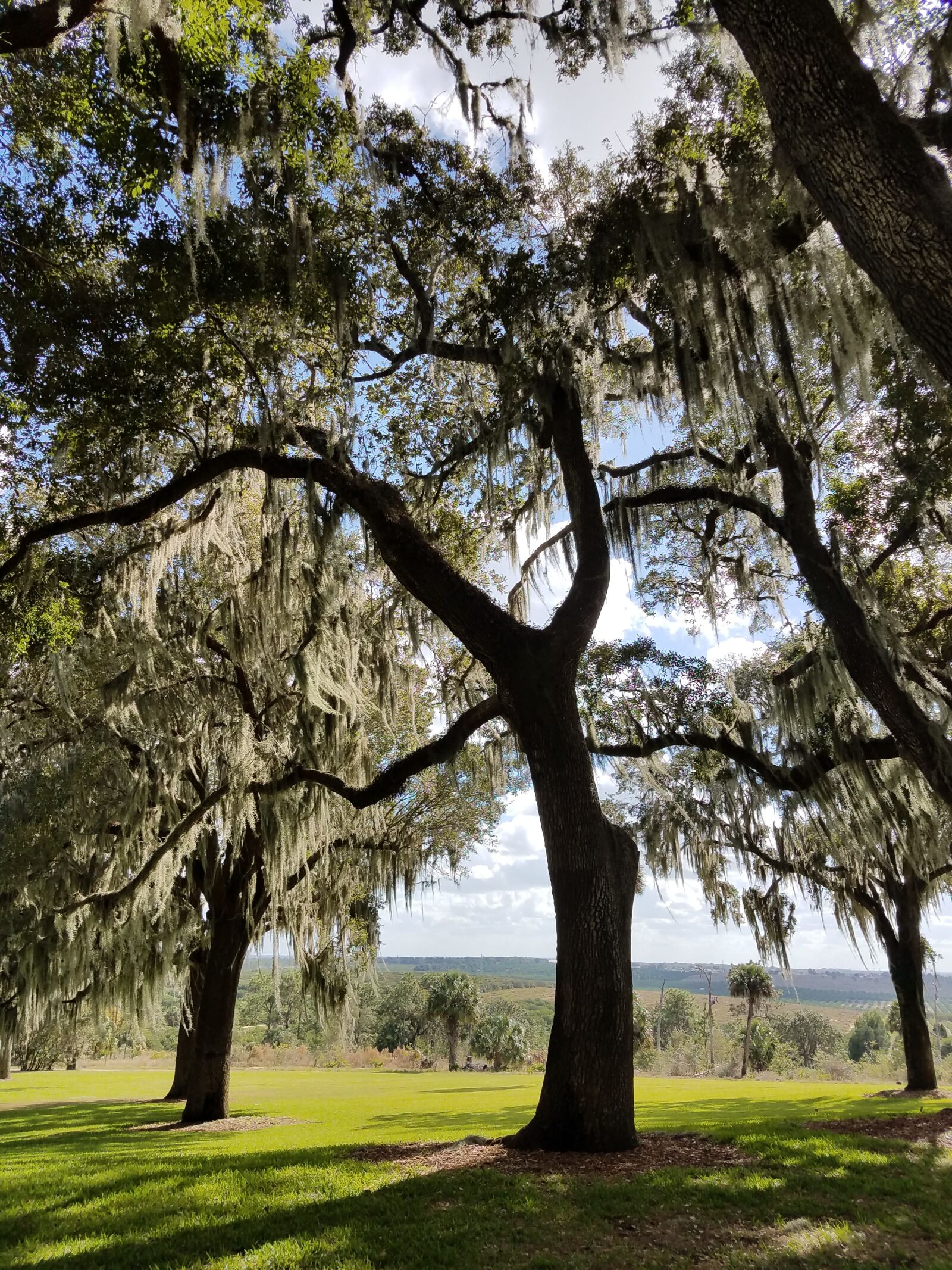 Samsung Galaxy S7 sample photo. Tree, oak, nature photography