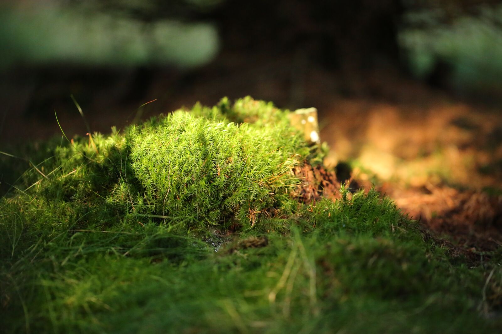Canon EF 100mm F2.8L Macro IS USM sample photo. Forest floor, fern, forest photography