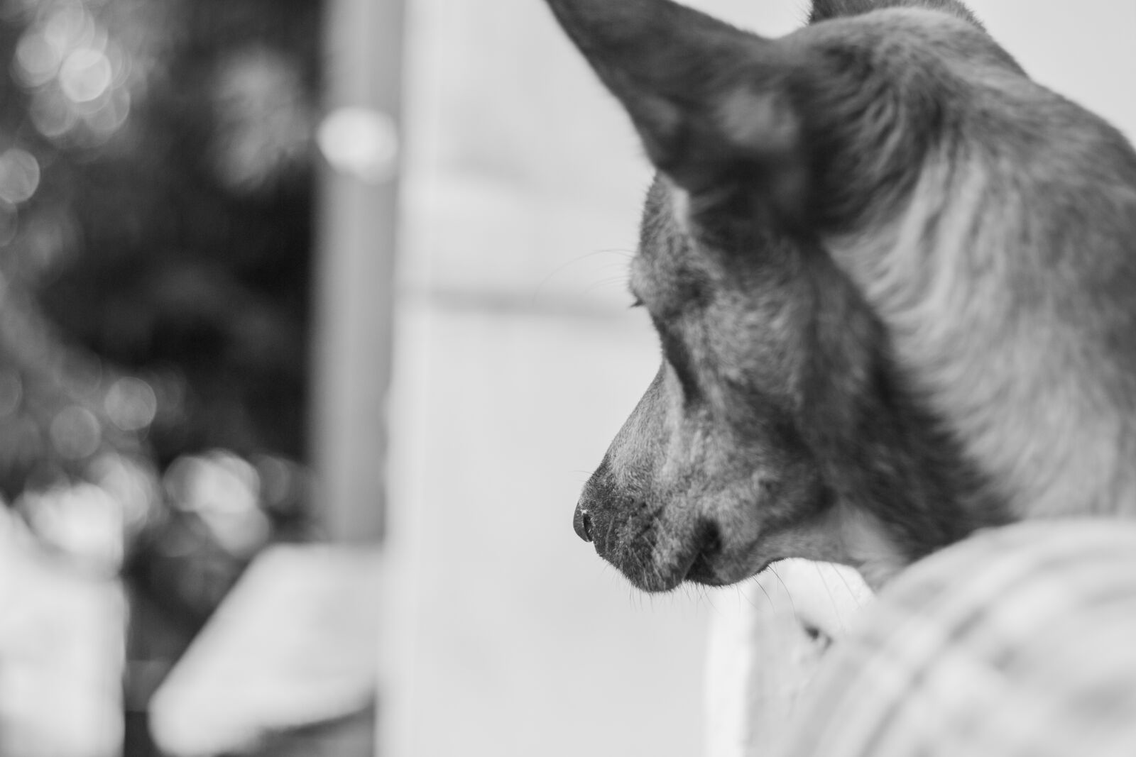 Canon EOS 70D + Canon EF 50mm F1.8 II sample photo. Dog, paw, animal photography