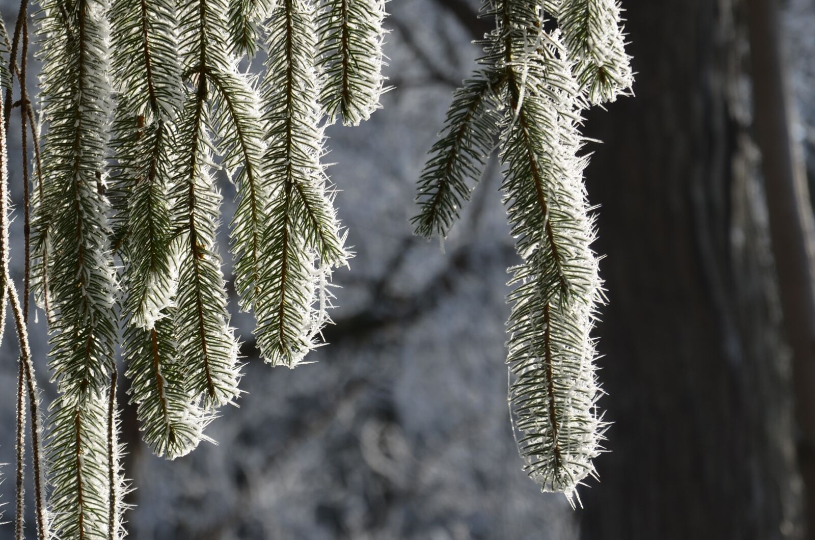 Nikon D5100 sample photo. Frost, winter, cold photography