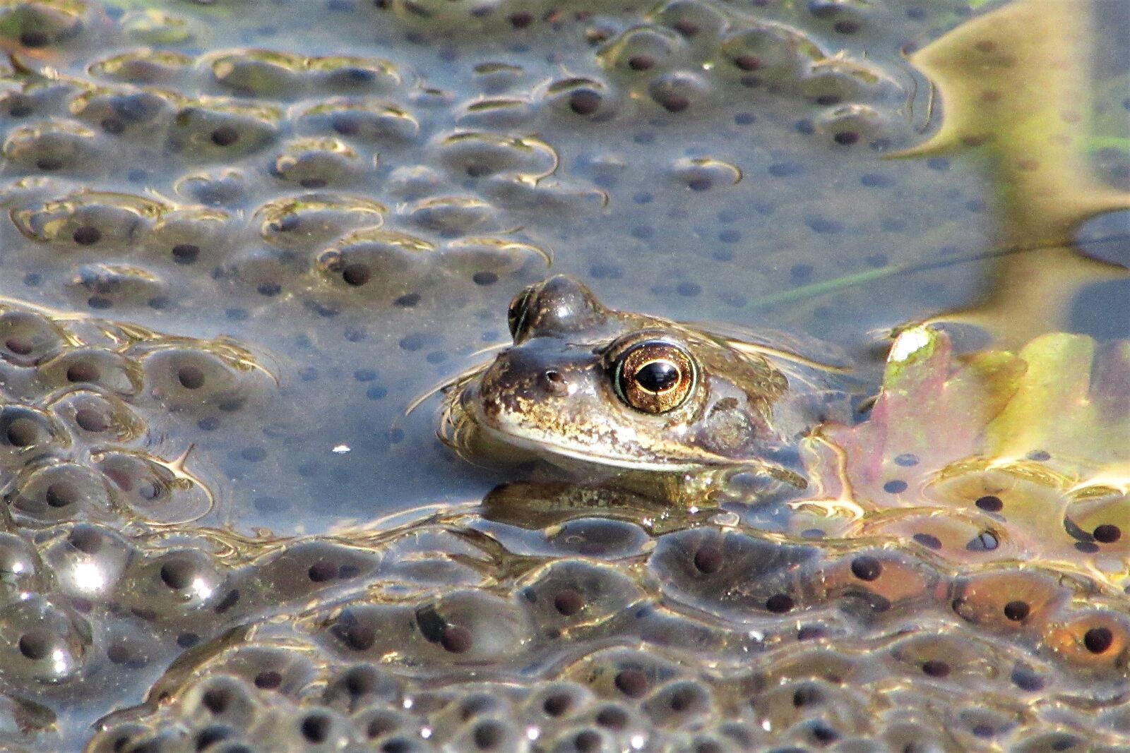 Canon PowerShot SX610 HS sample photo. Frog, spawn, poelkikker photography