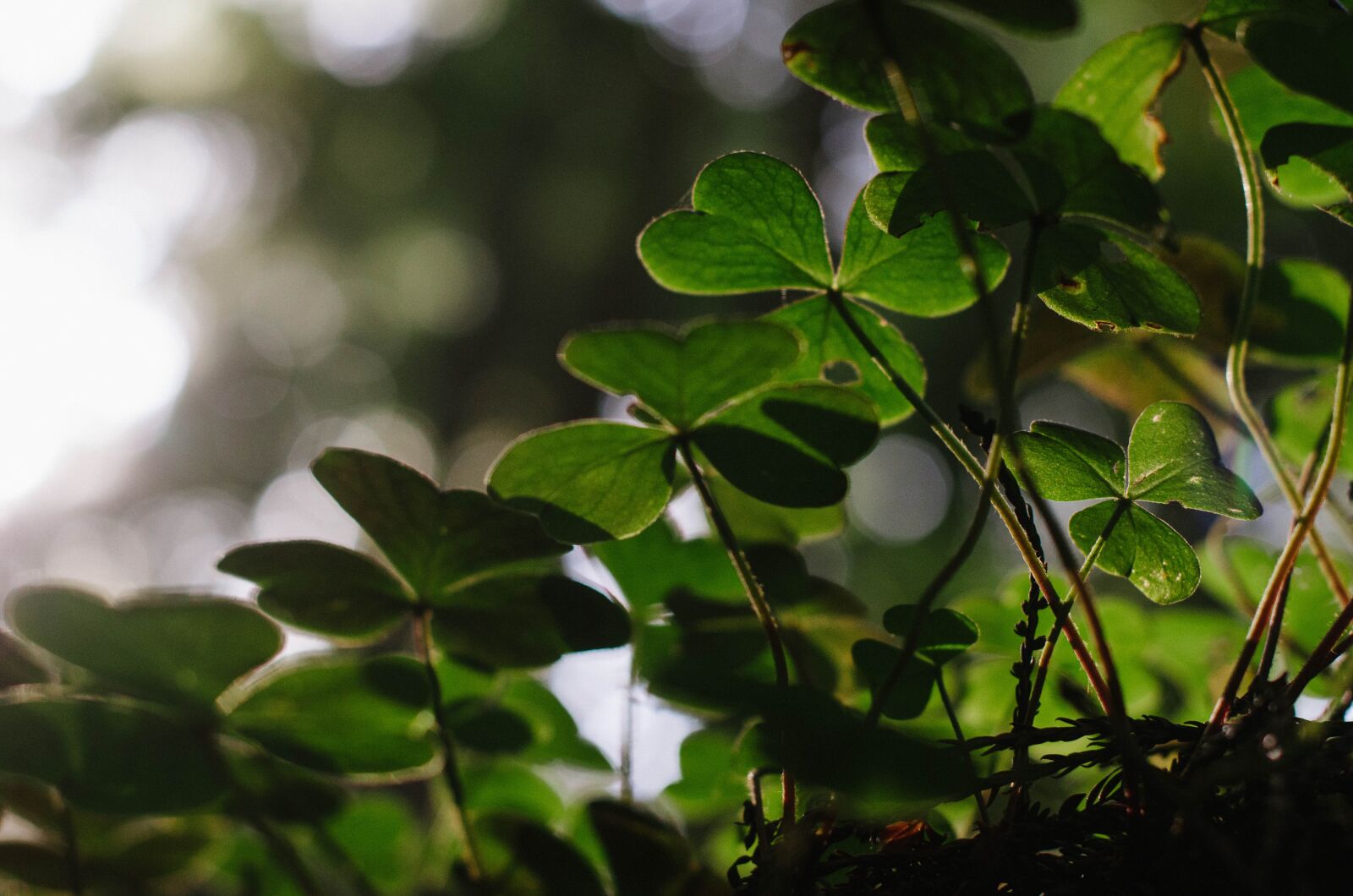 Nikon D7000 sample photo. Nature, clover, bokeh photography