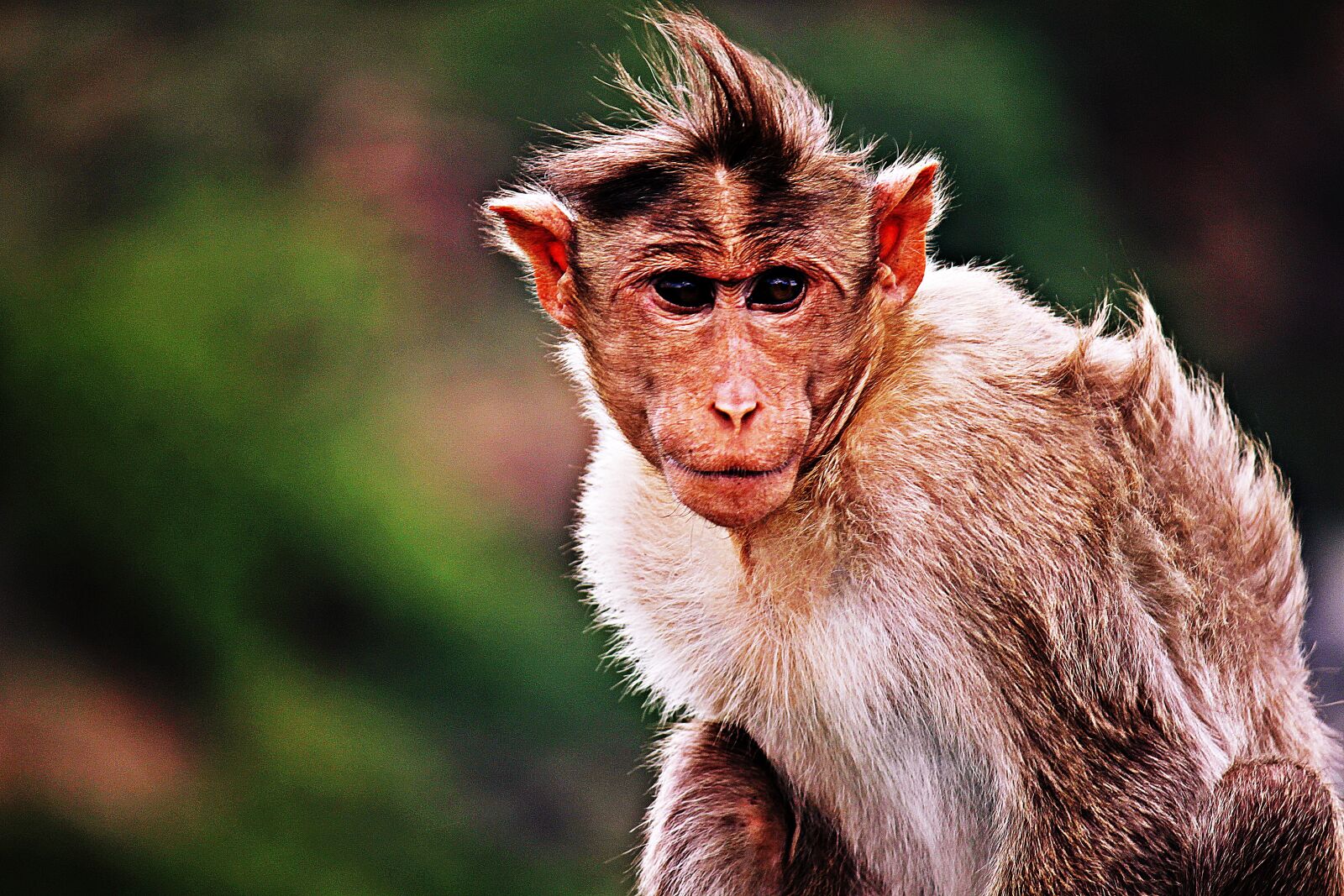 Canon EOS 500D (EOS Rebel T1i / EOS Kiss X3) sample photo. Monkey, wild, animal photography