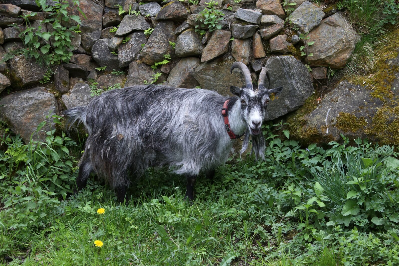 Canon EF 28-300mm F3.5-5.6L IS USM sample photo. Goat, culture, the horns photography