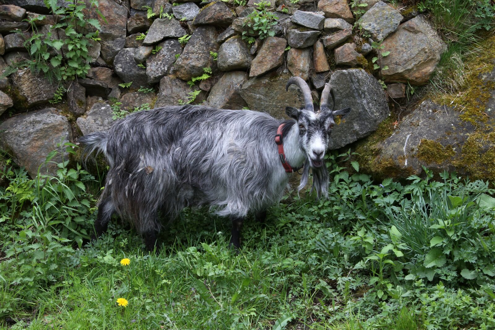 Canon EOS 6D + Canon EF 28-300mm F3.5-5.6L IS USM sample photo. Goat, culture, the horns photography