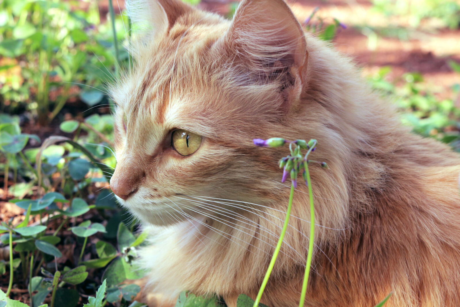 Canon EOS 100D (EOS Rebel SL1 / EOS Kiss X7) sample photo. Adorable, animal, cat, close photography