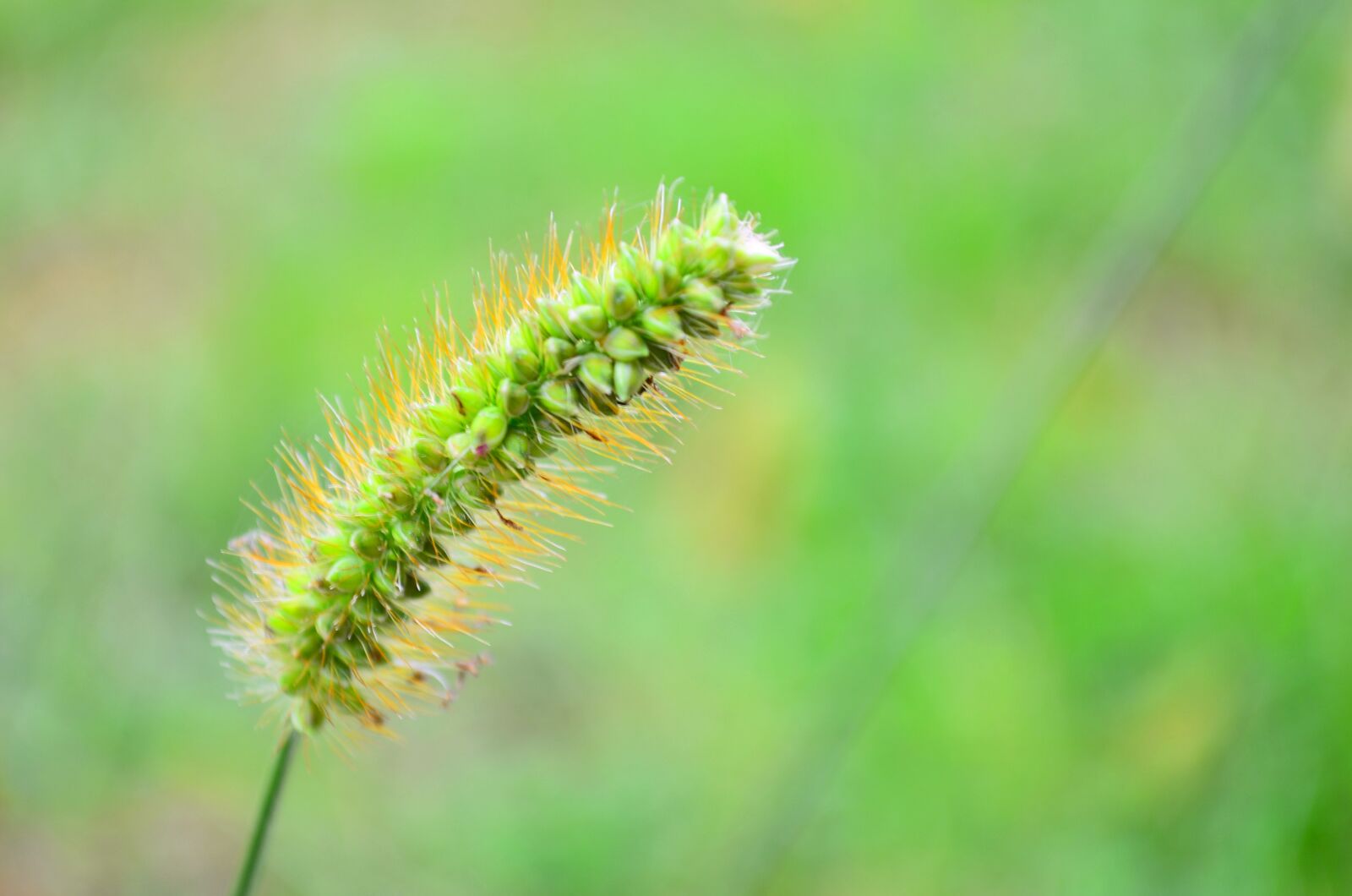 Nikon D5100 sample photo. Salman, nature, campaign photography