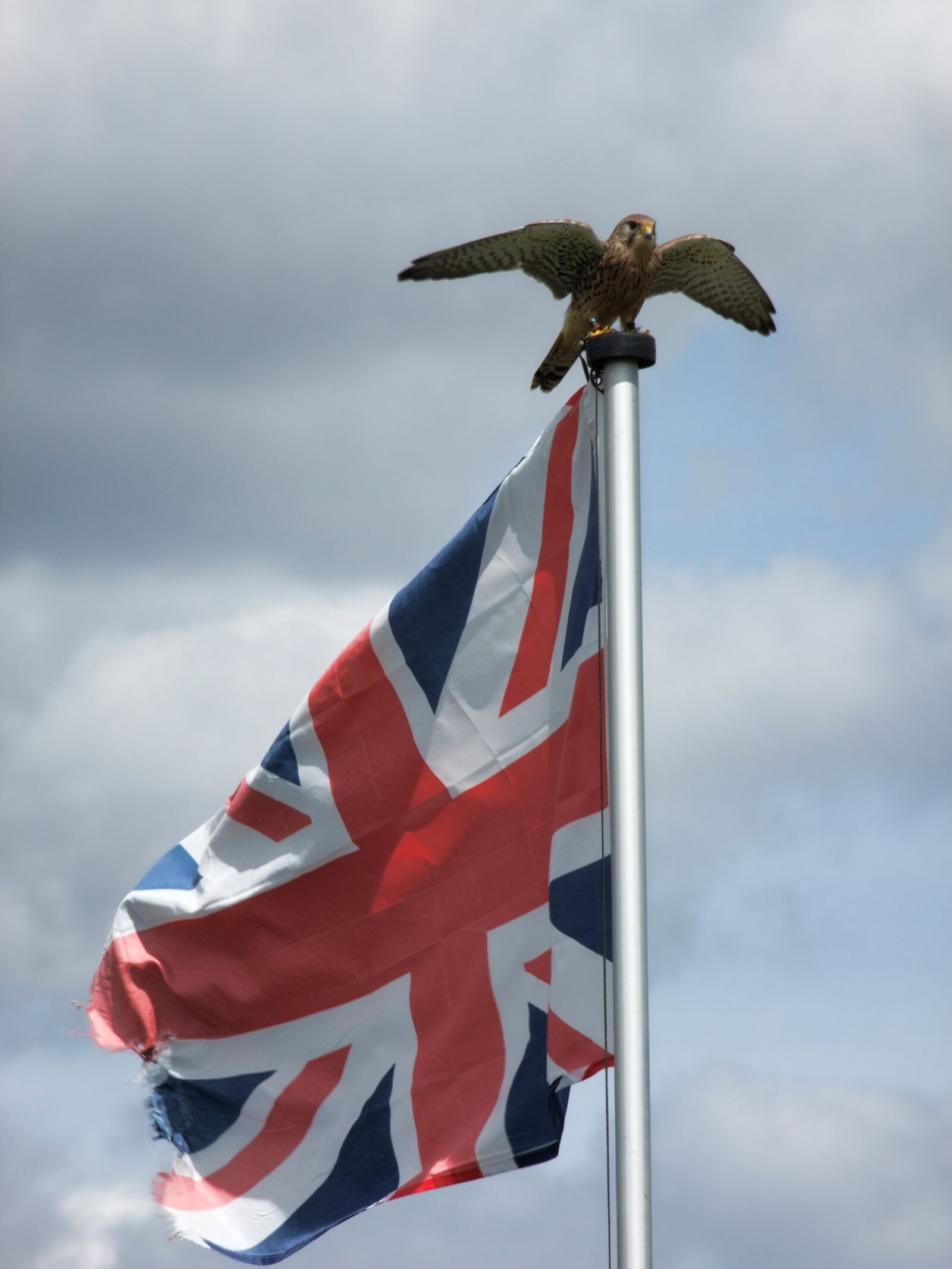 FujiFilm FinePix S200EXR (FinePix S205EXR) sample photo. Patriotic, british, eagle photography