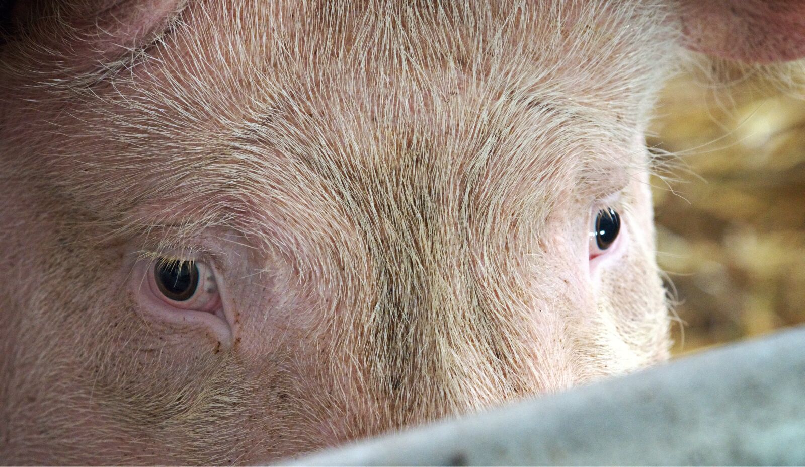 Olympus OM-D E-M5 sample photo. Pig, hog, eyes photography