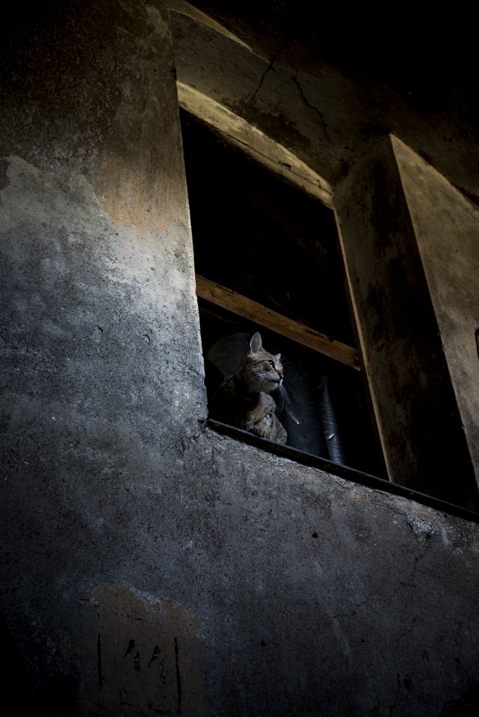 Nikon D800E sample photo. Cat, watcher, lane photography