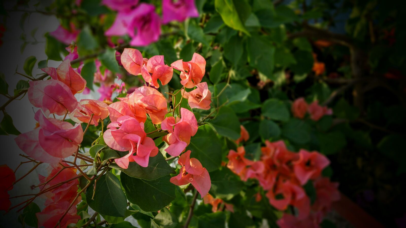 Samsung Galaxy Note4 sample photo. Beautiful, flowers, bed, of photography