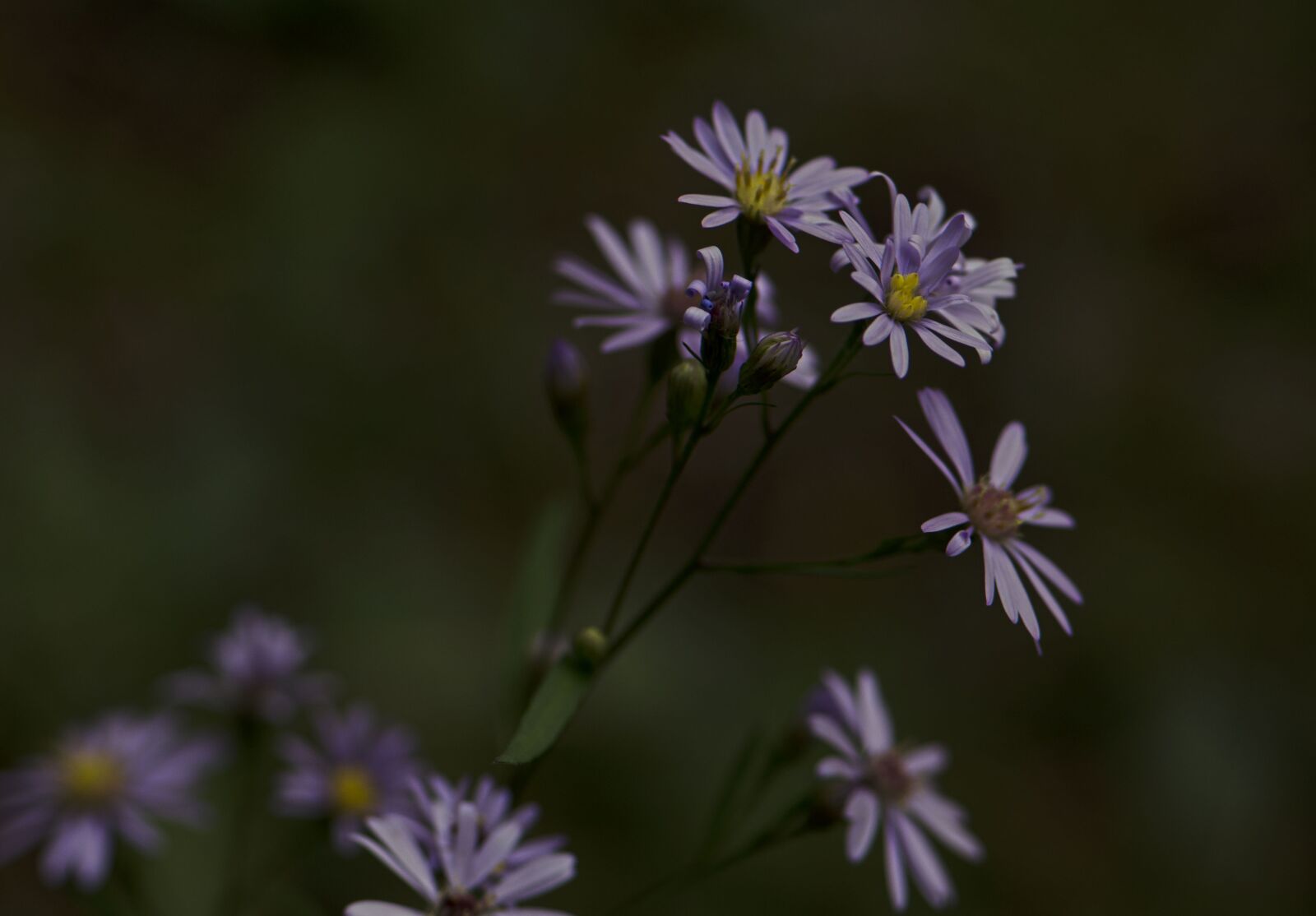 Nikon D7000 sample photo. Nature, flower, flora photography