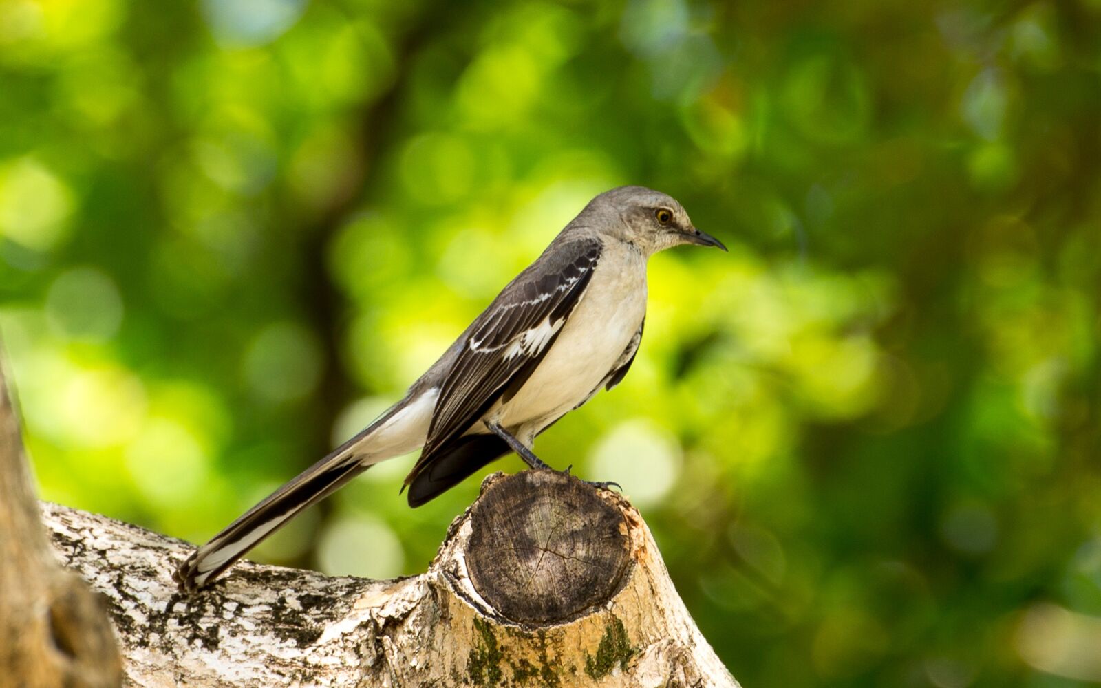 Canon EOS 5D Mark III sample photo. Mocking bird, florida, bird photography