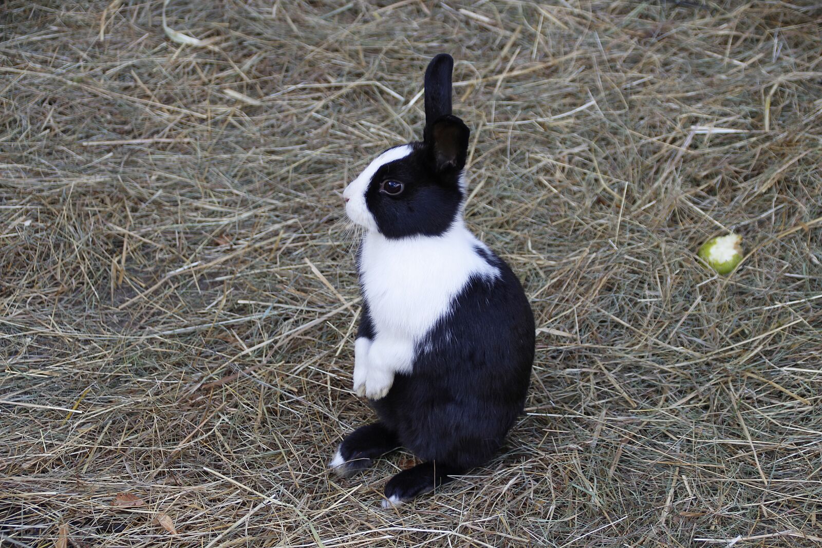 Canon EOS 700D (EOS Rebel T5i / EOS Kiss X7i) sample photo. Rabbit, hare, animal photography