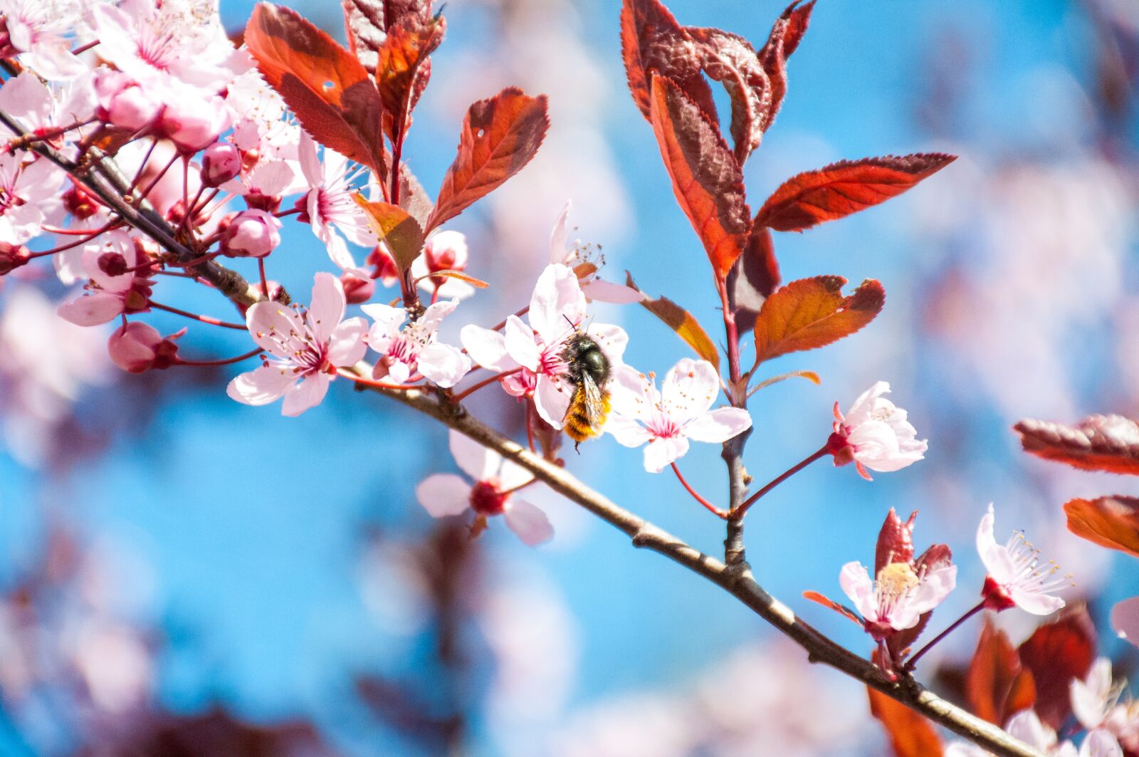 Nikon D90 sample photo. Cherry, blossom, bloom photography