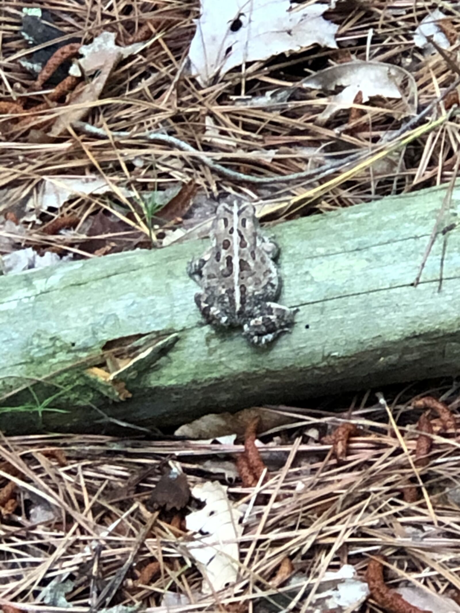 iPhone 8 Plus back dual camera 6.6mm f/2.8 sample photo. Toad, frog, pond photography