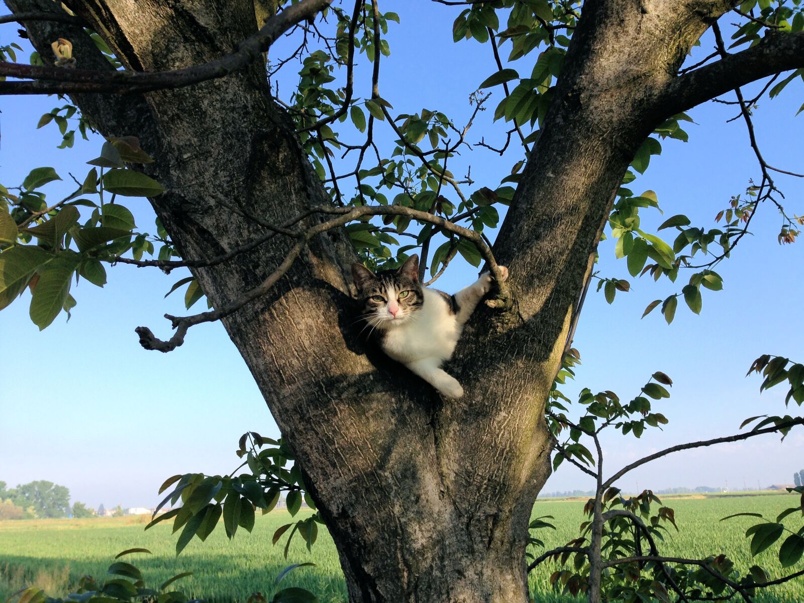 iPhone 5 back camera 4.12mm f/2.4 sample photo. Cat, tree, campaign photography
