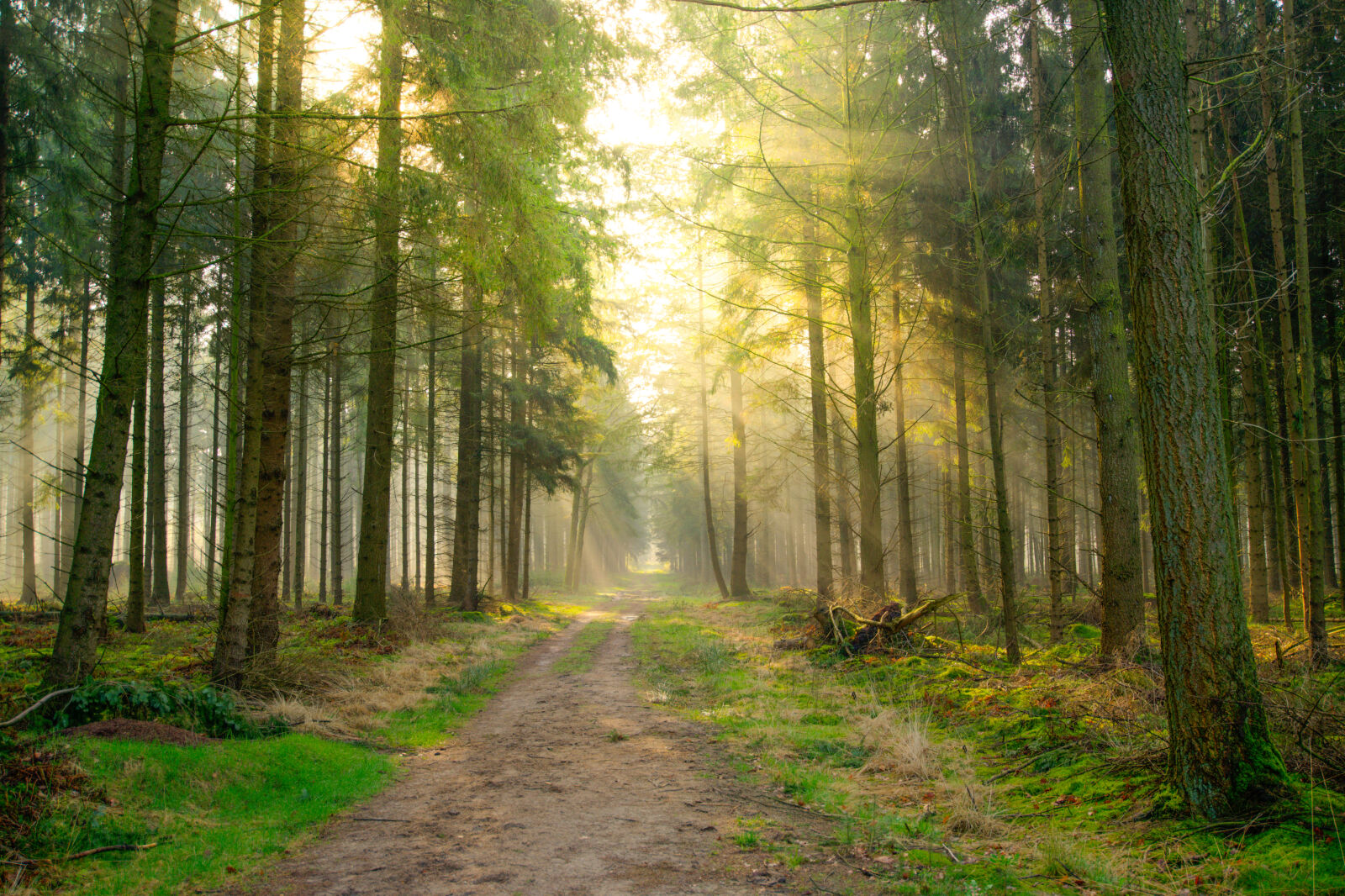 Nikon AF-S Nikkor 18-35mm F3.5-4.5G ED sample photo. Atmosphere, environment, forest, forest photography