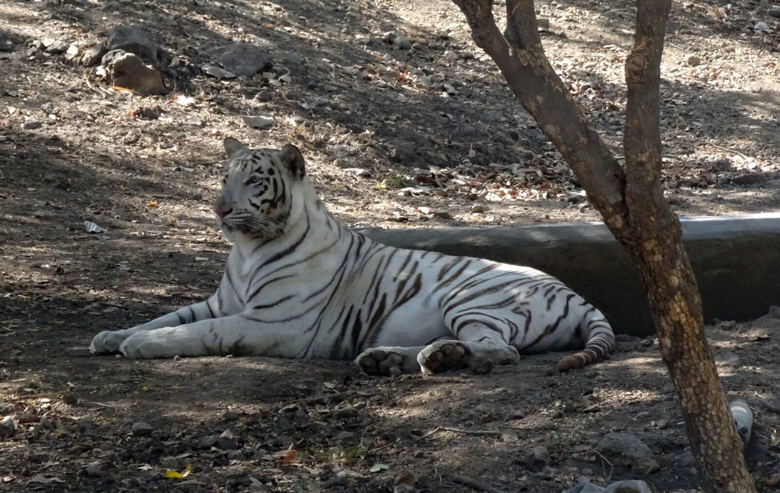 Sony Cyber-shot DSC-HX90V sample photo. Tiger, white tiger, cat photography